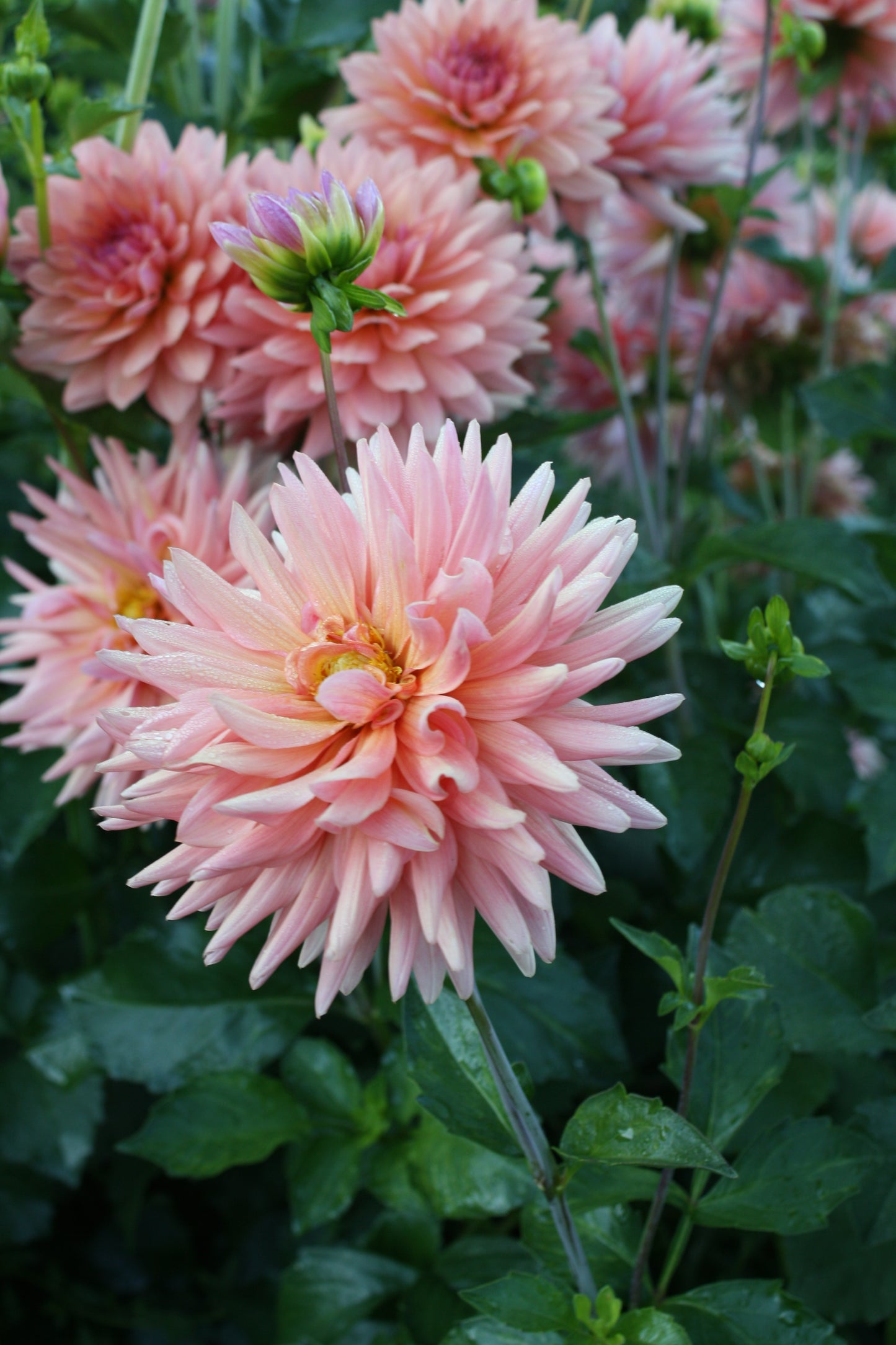 Preference Dahlia Tuber