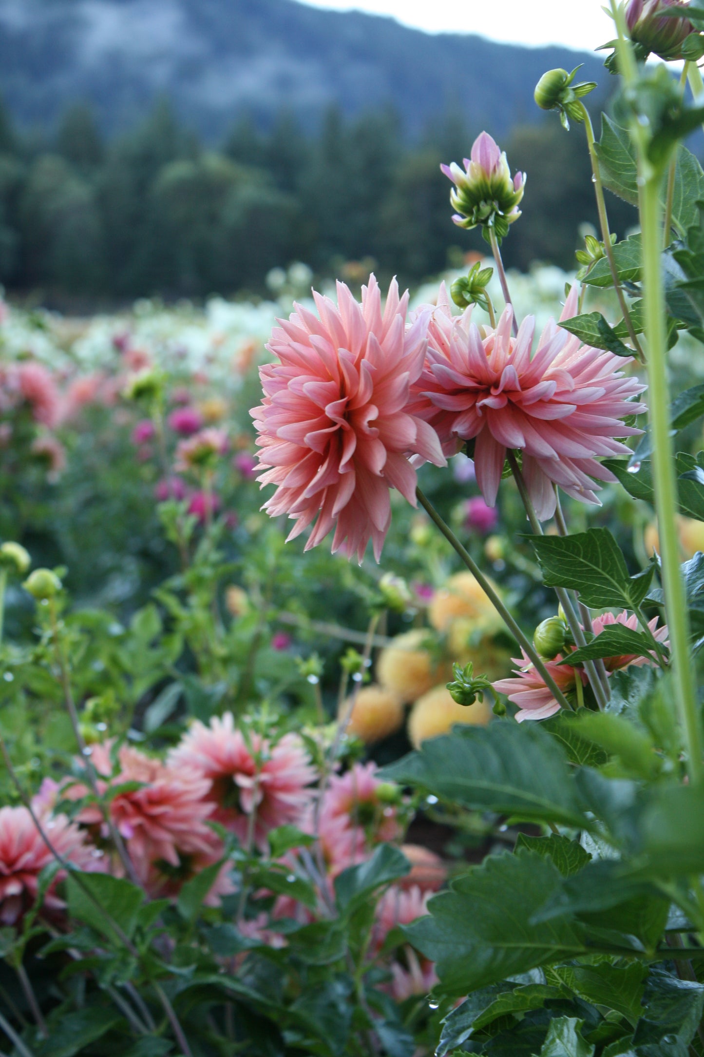 Preference Dahlia Tuber