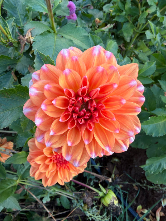 RobAnn Creamsicle Dahlia Tuber