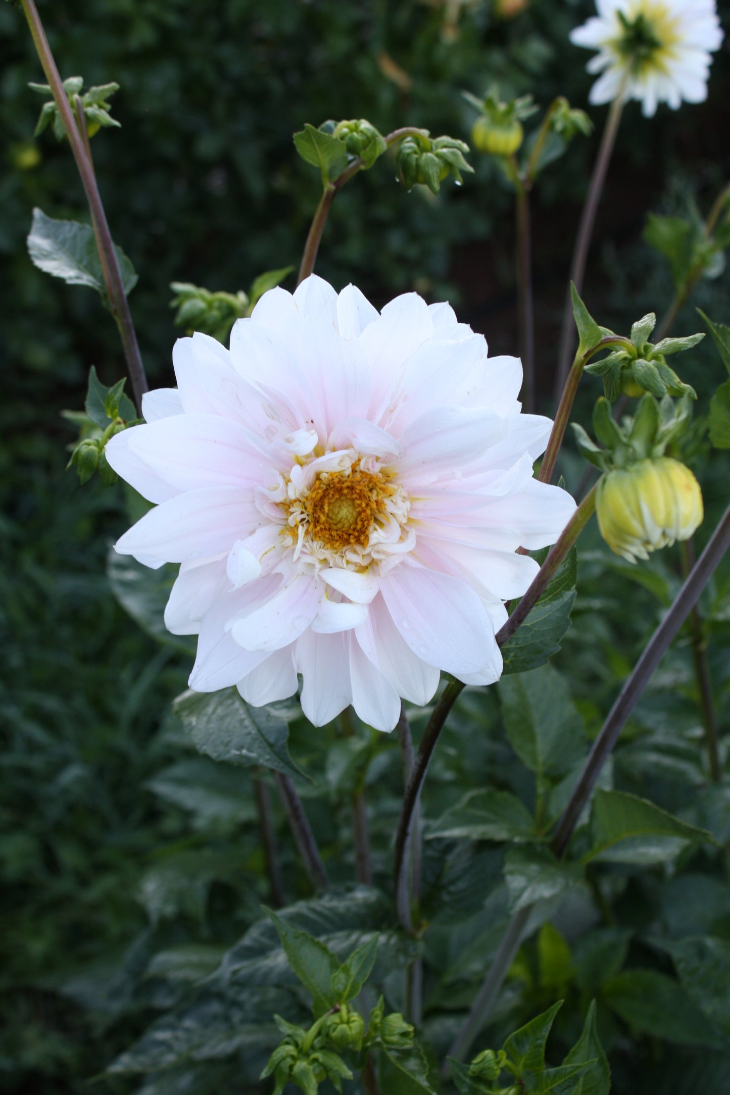 Chilson's Pride Dahlia Tuber