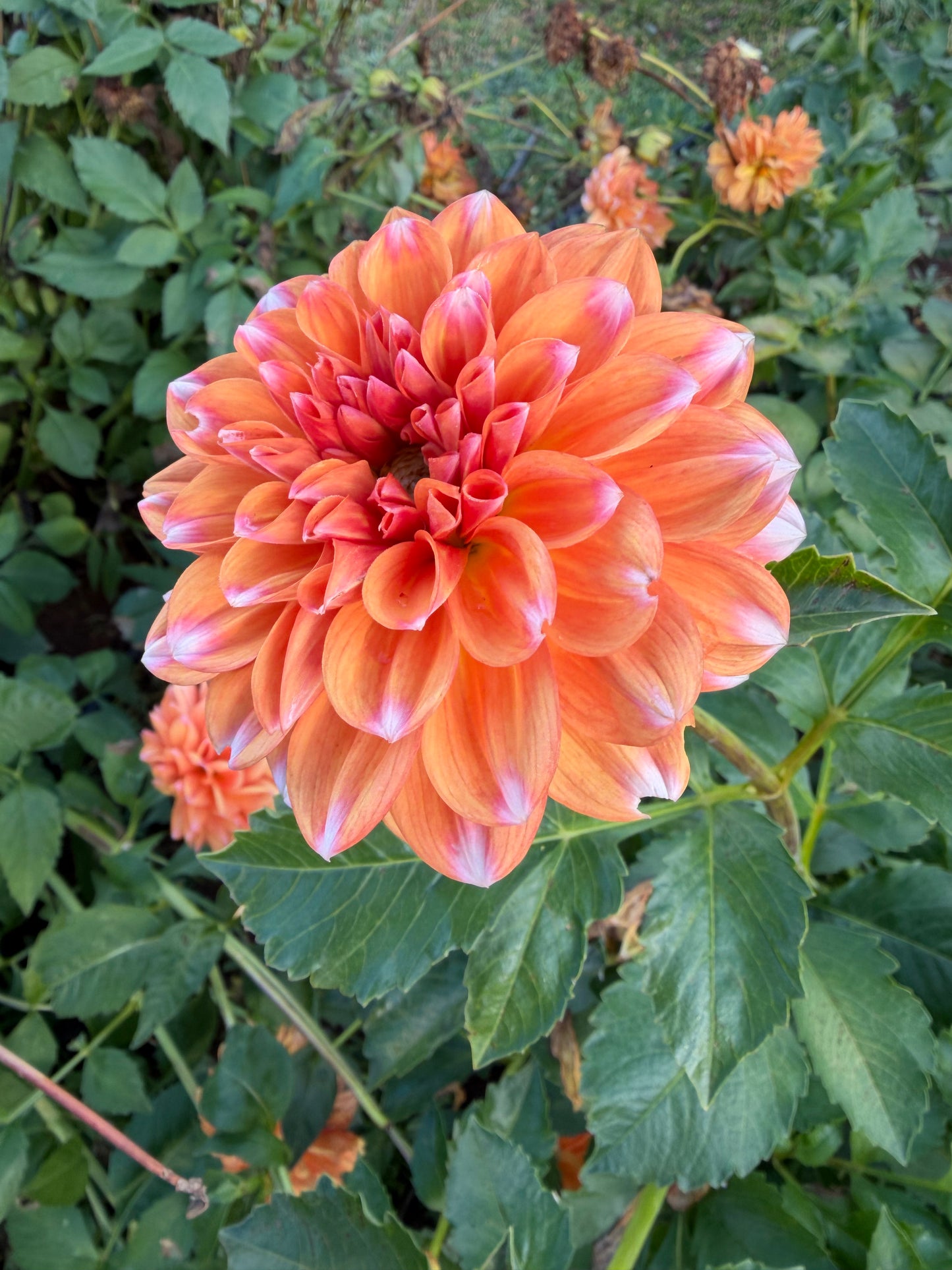 RobAnn Creamsicle Dahlia Tuber