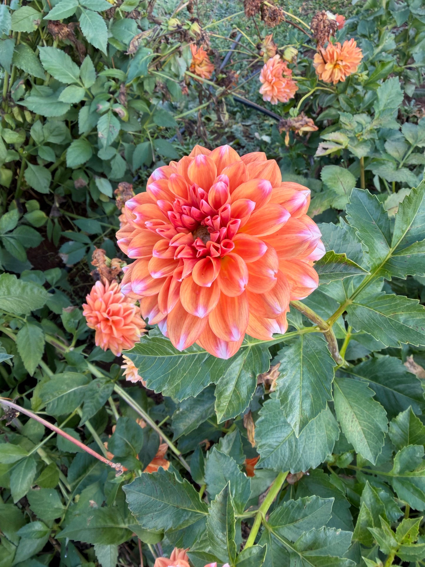 RobAnn Creamsicle Dahlia Tuber