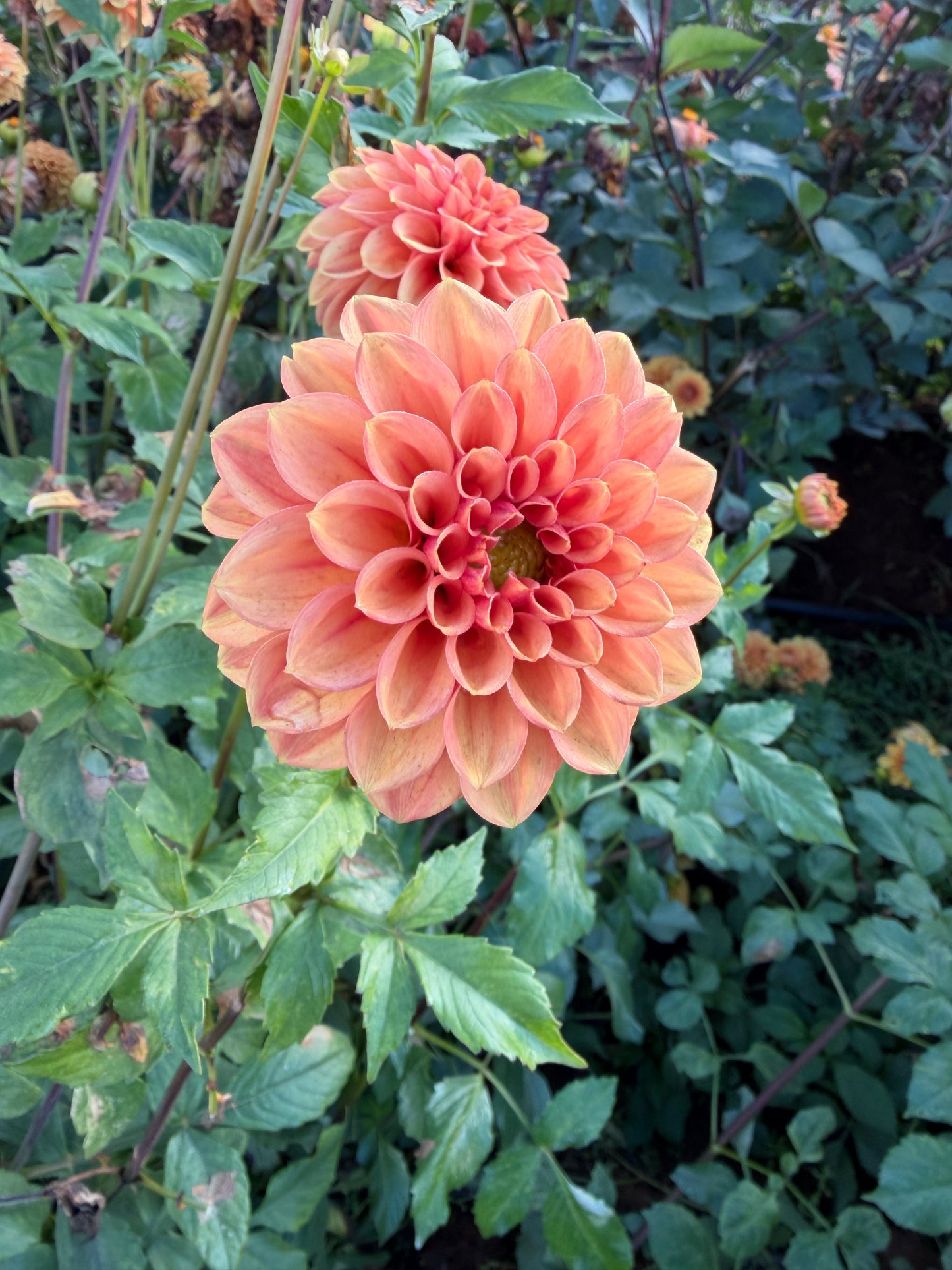 Ice Tea Dahlia Tuber
