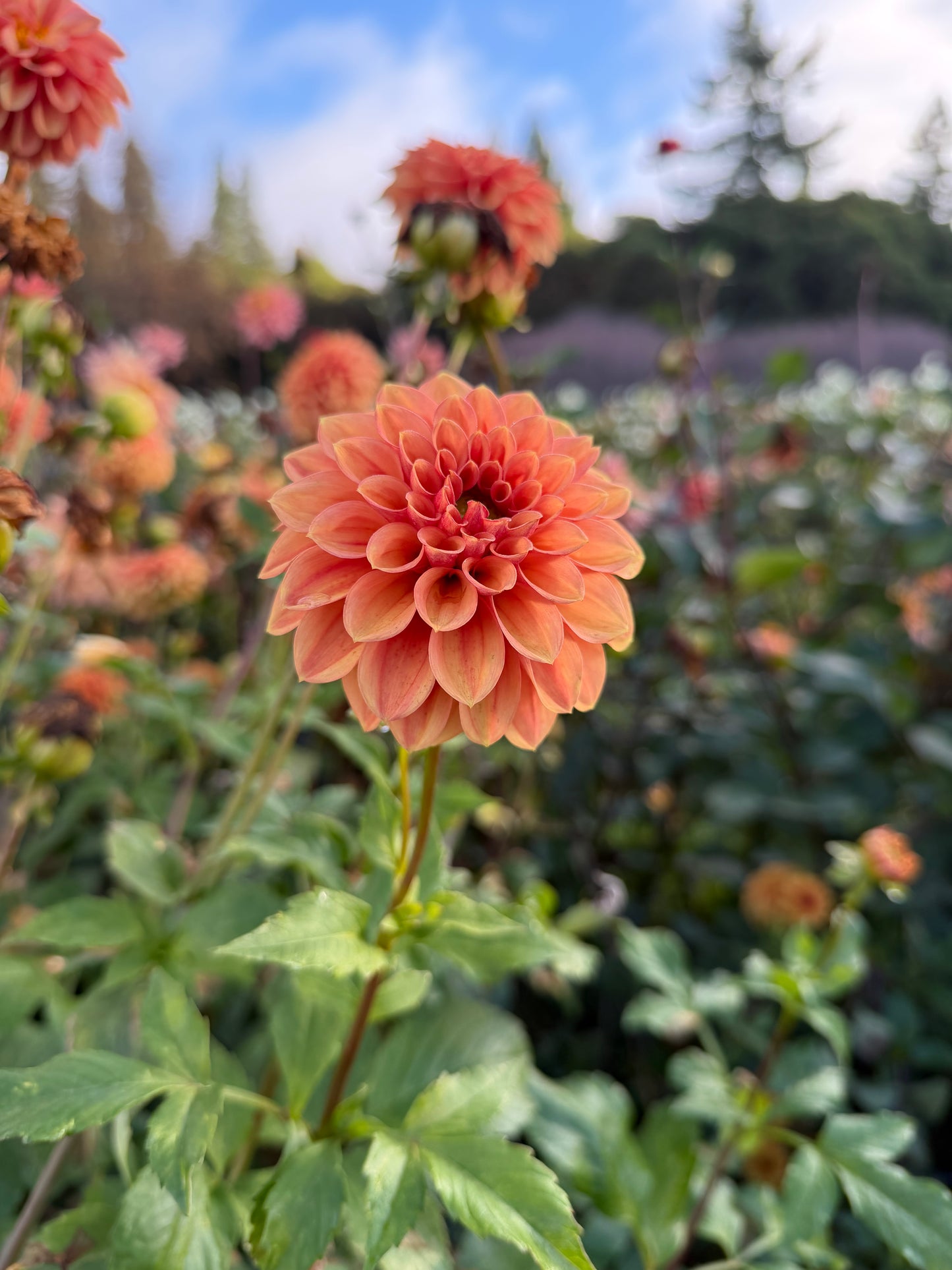 Ice Tea Dahlia Tuber
