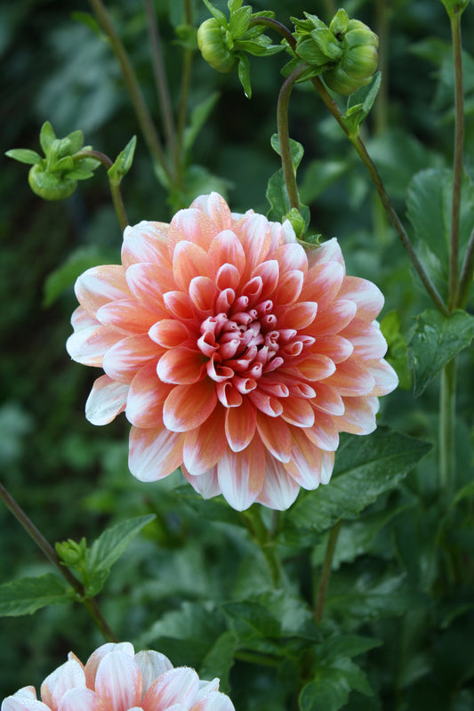 A La Mode Dahlia Tuber