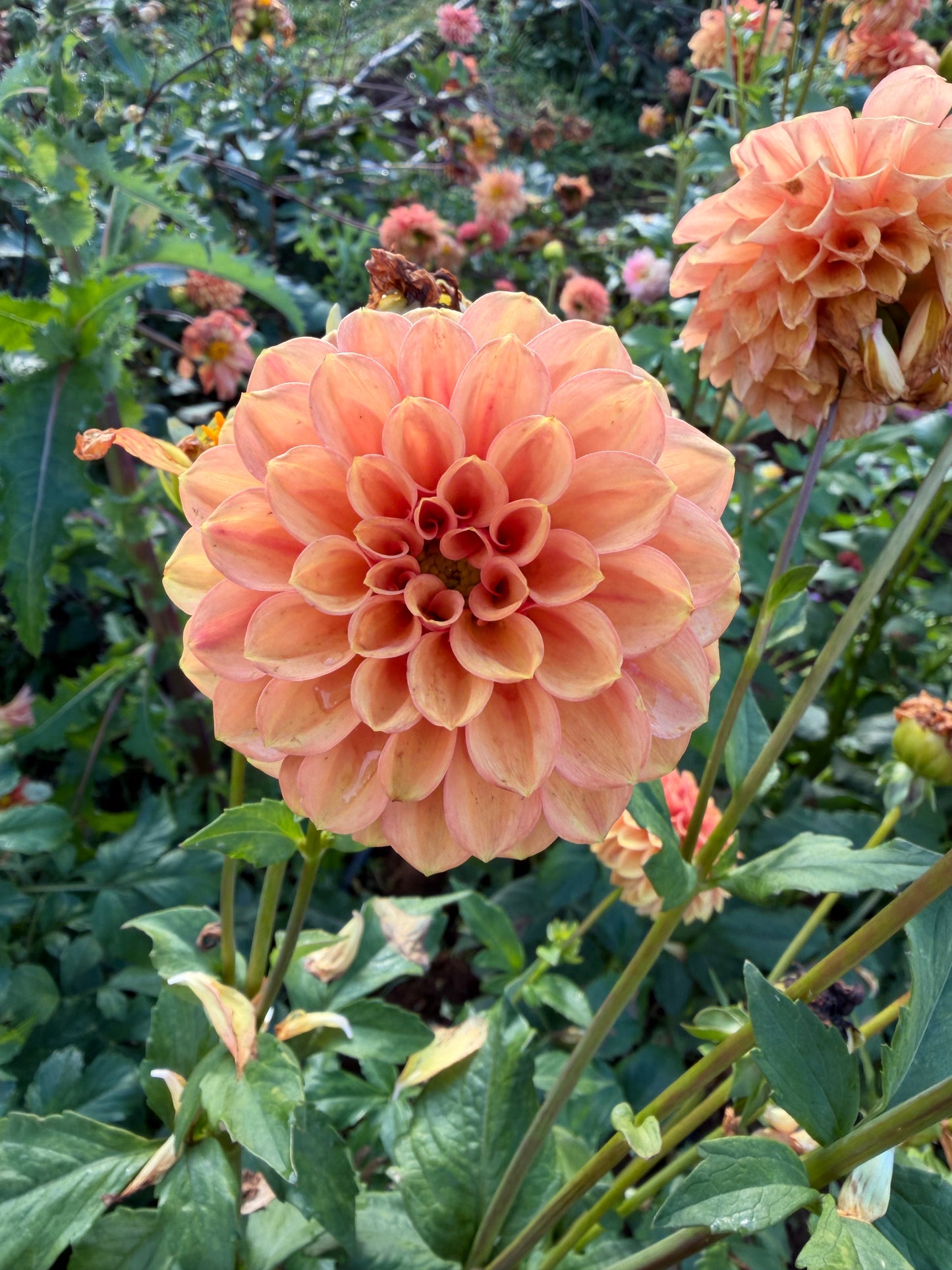 Ice Tea Dahlia Tuber
