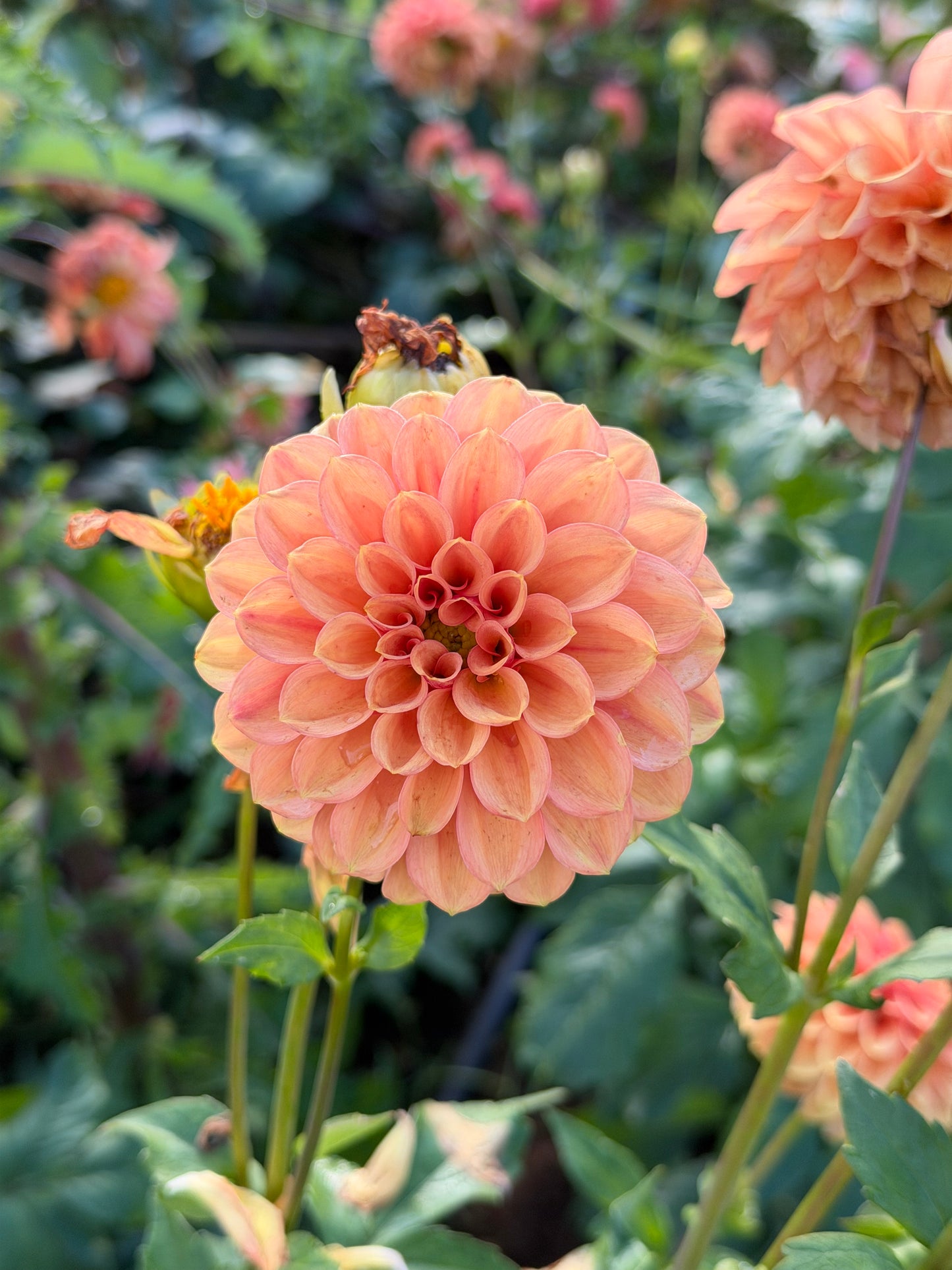 Ice Tea Dahlia Tuber
