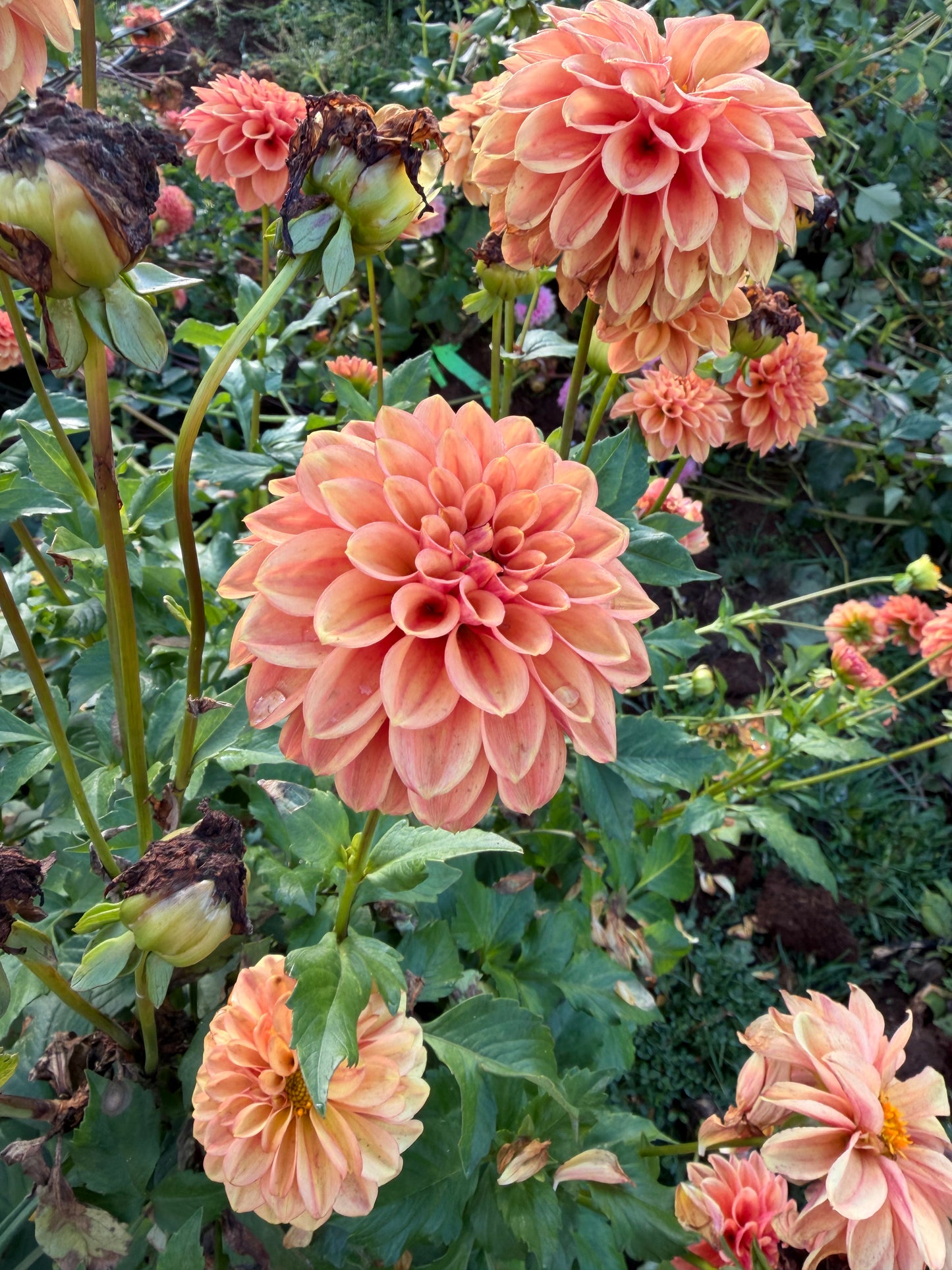 Ice Tea Dahlia Tuber