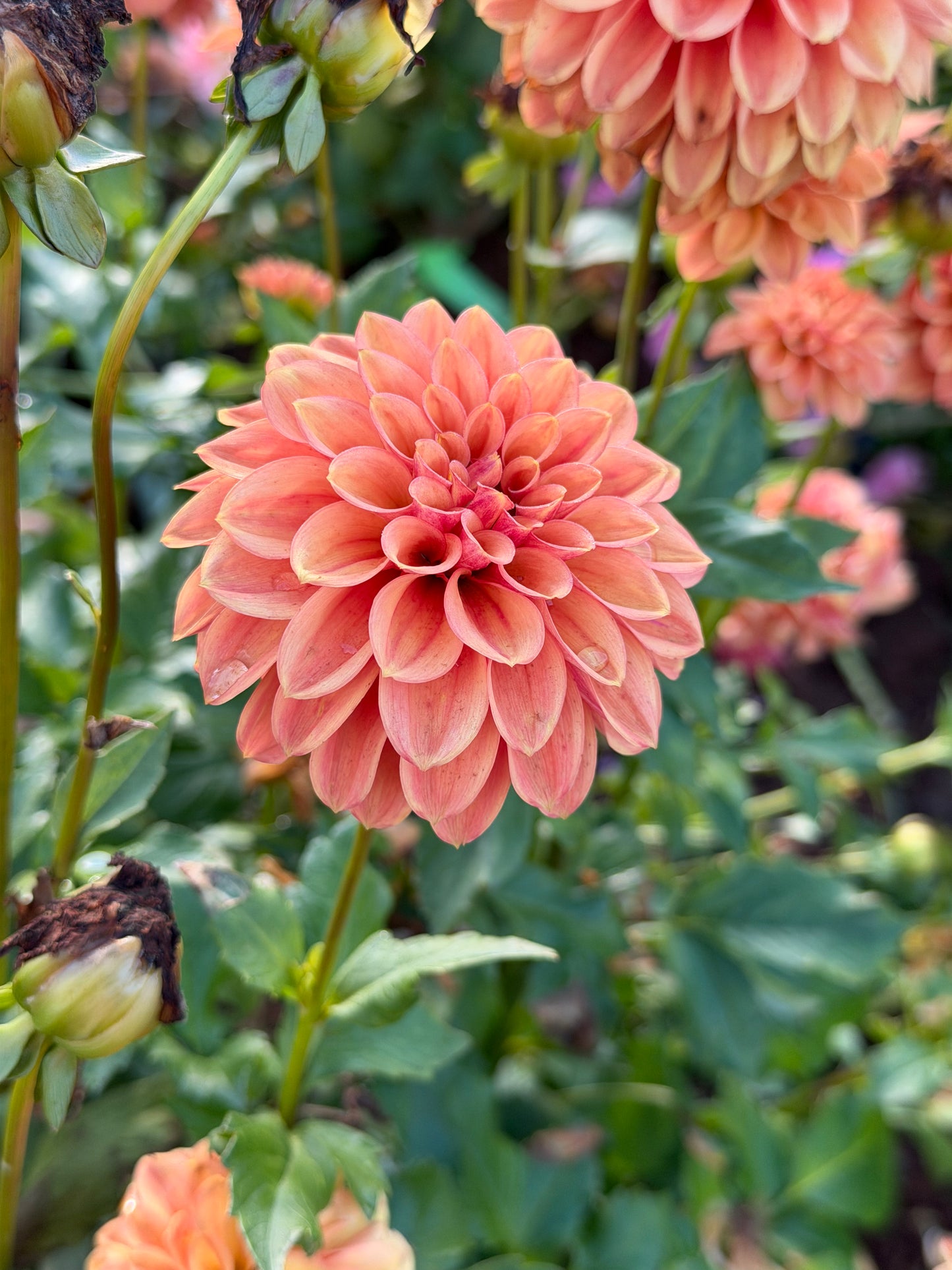 Ice Tea Dahlia Tuber