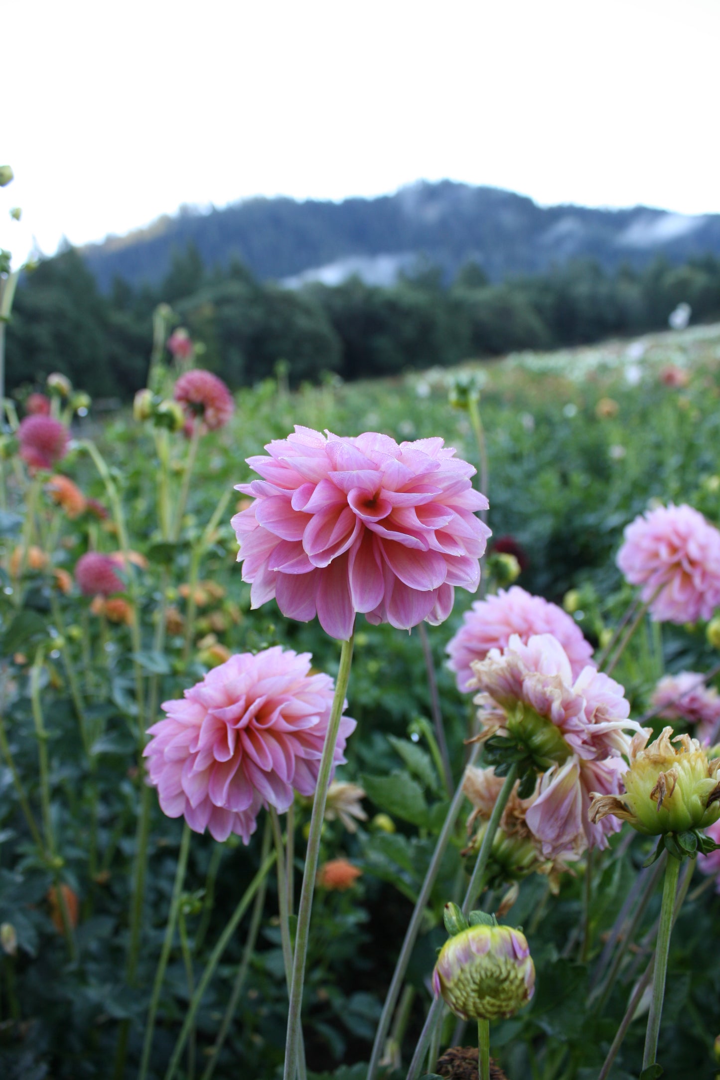 Foxy Lady Dahlia Tuber