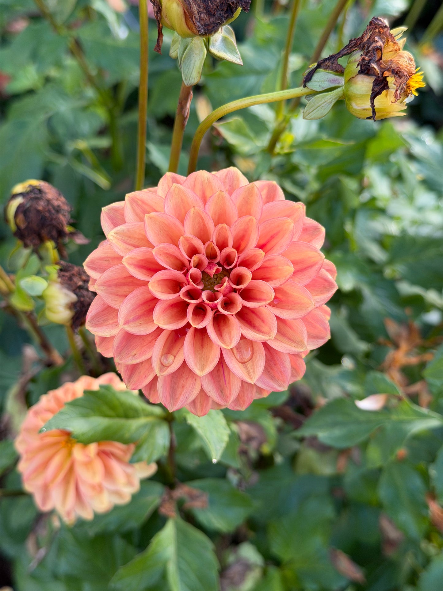 Ice Tea Dahlia Tuber