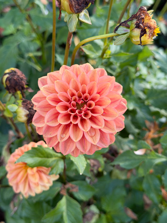 Ice Tea Dahlia Tuber