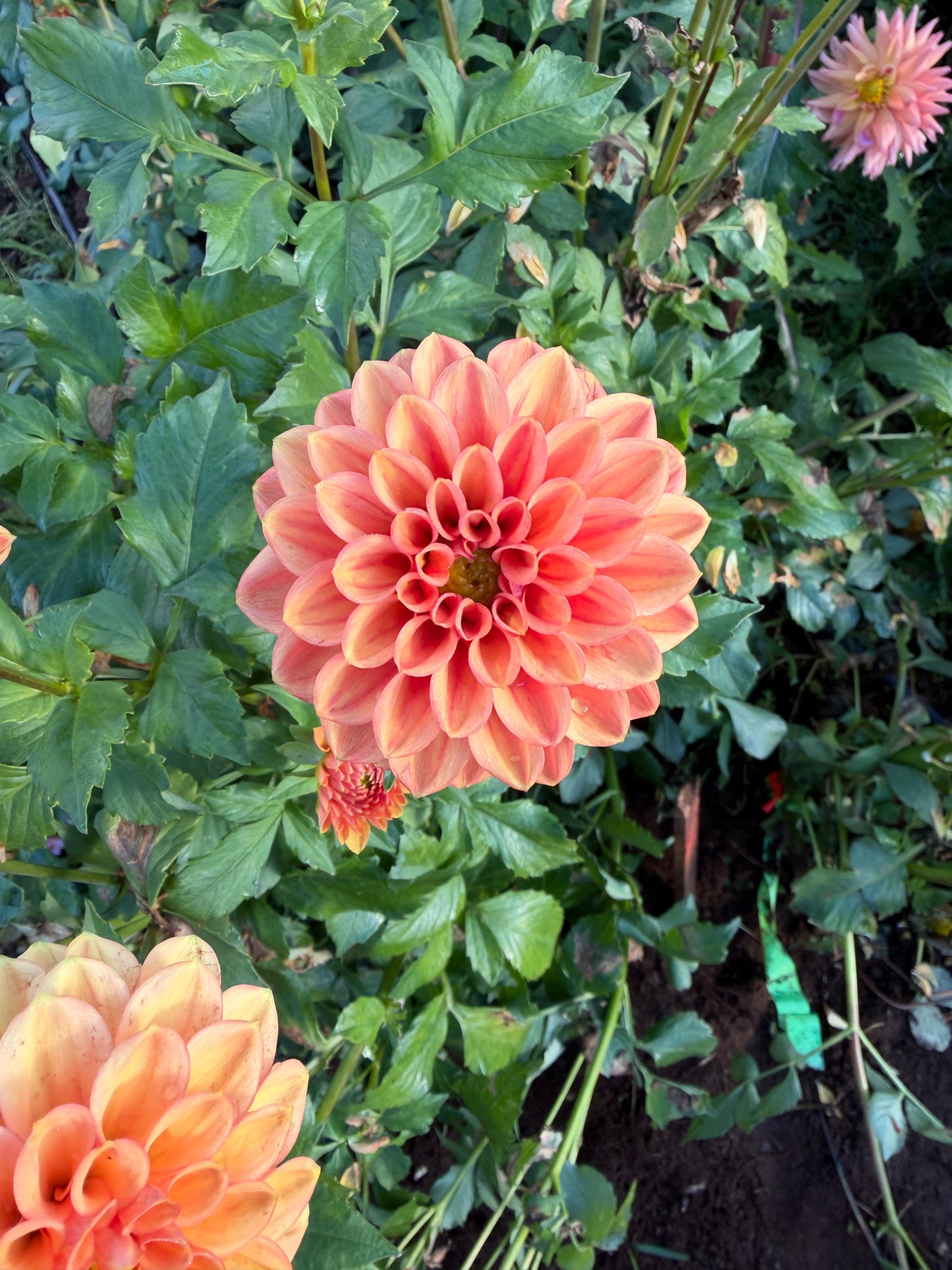 Ice Tea Dahlia Tuber