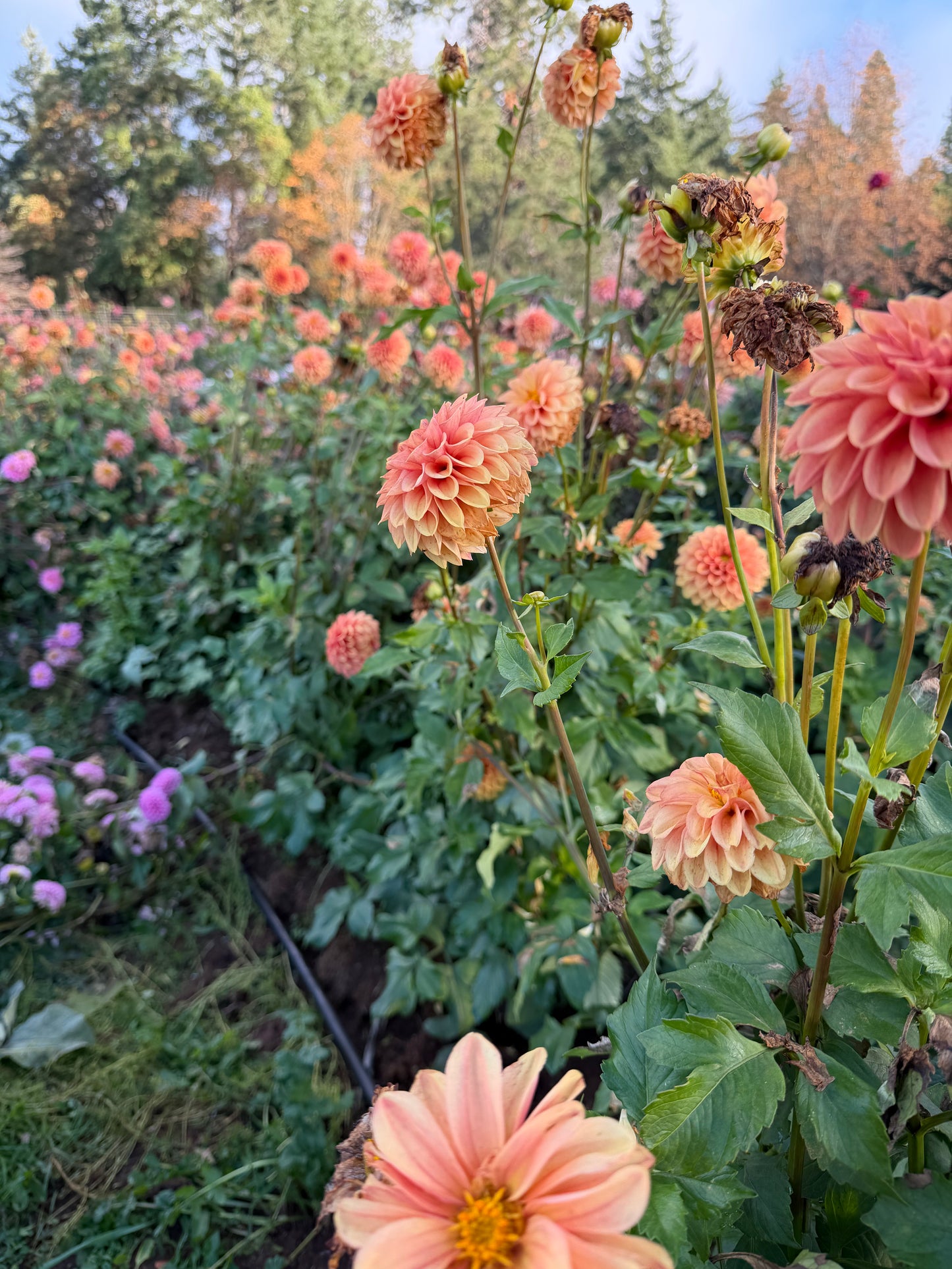 Ice Tea Dahlia Tuber