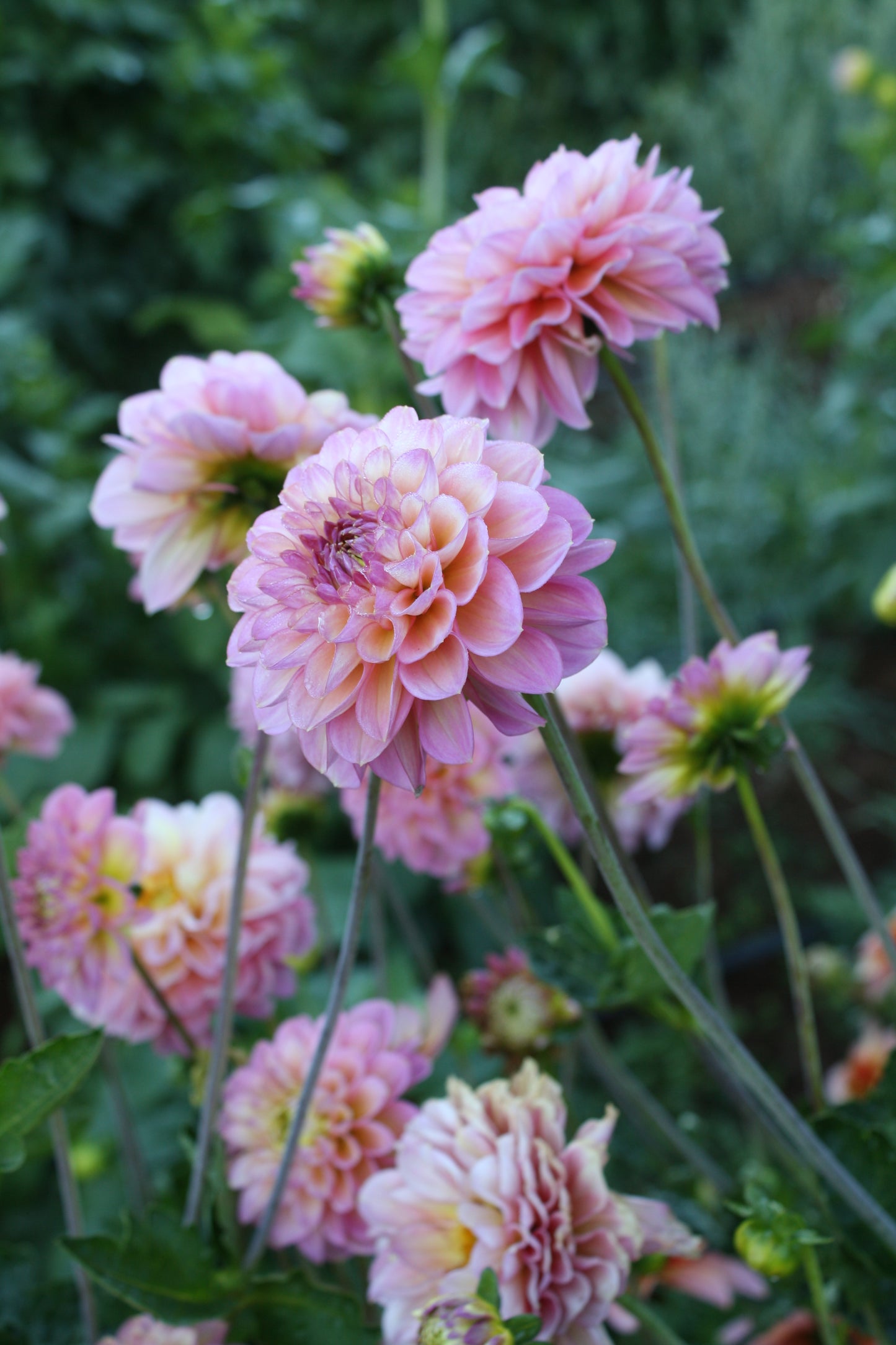 Foxy Lady Dahlia Tuber