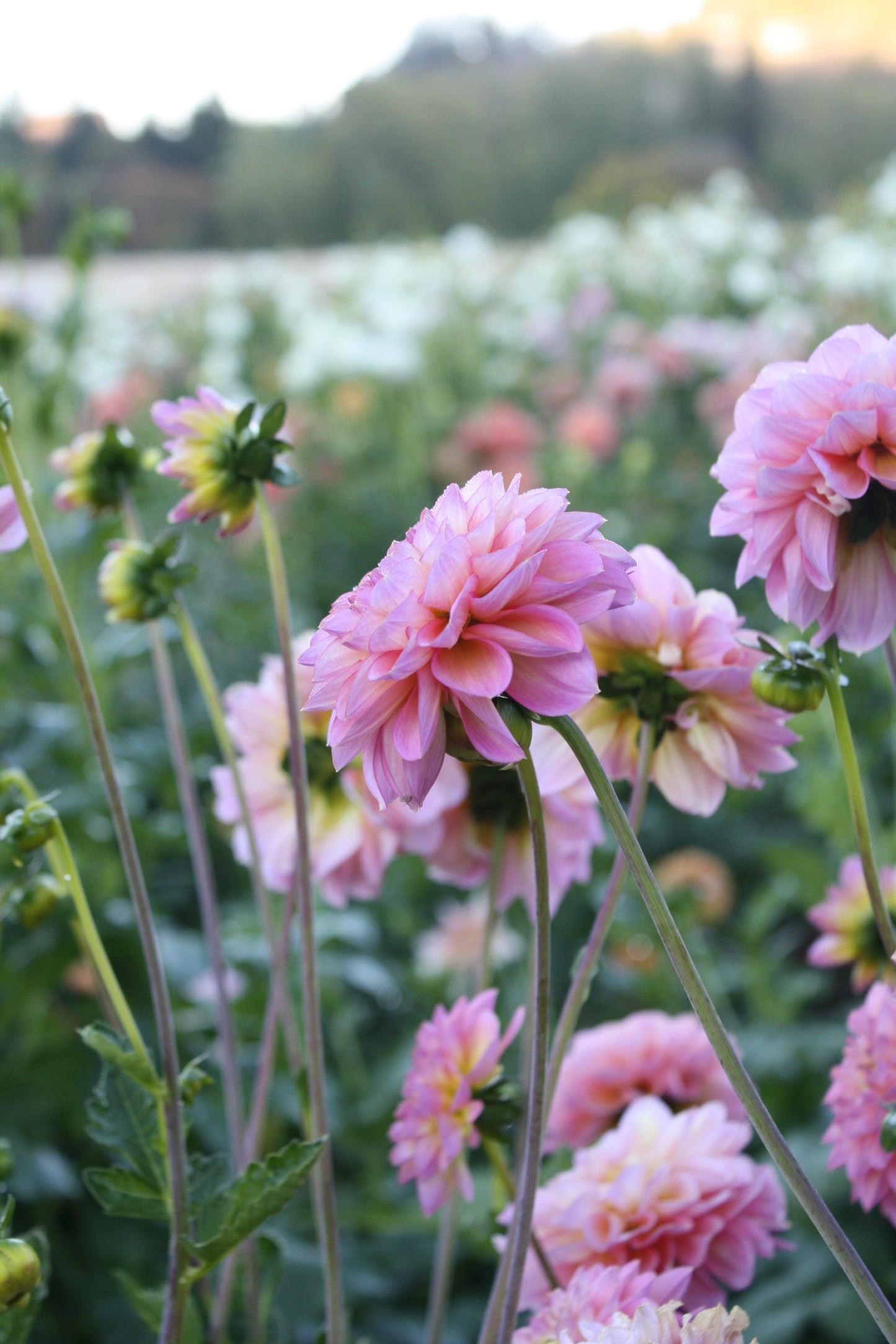 Foxy Lady Dahlia Tuber