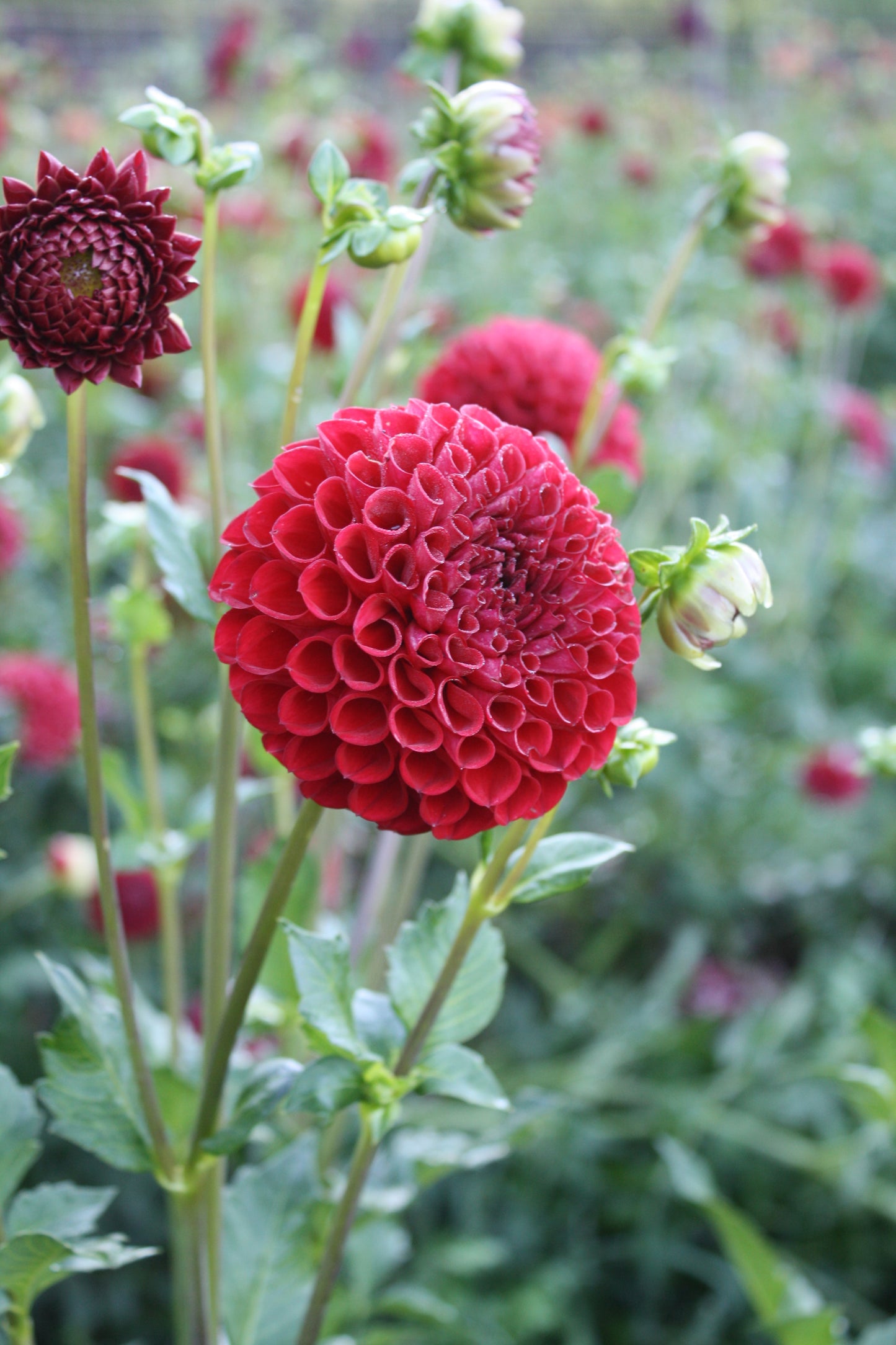 Cornel Dahlia Tuber