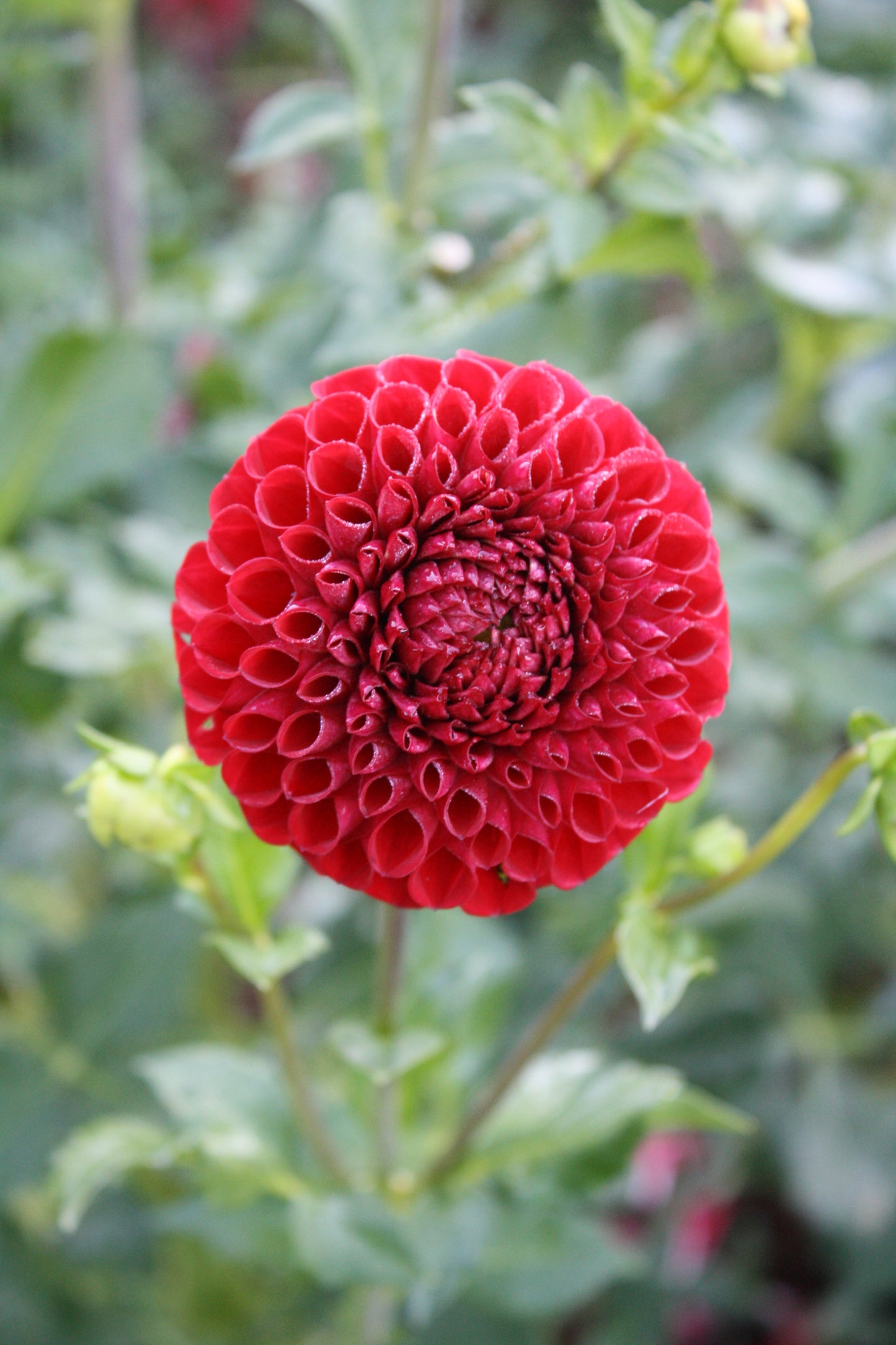 Cornel Dahlia Tuber