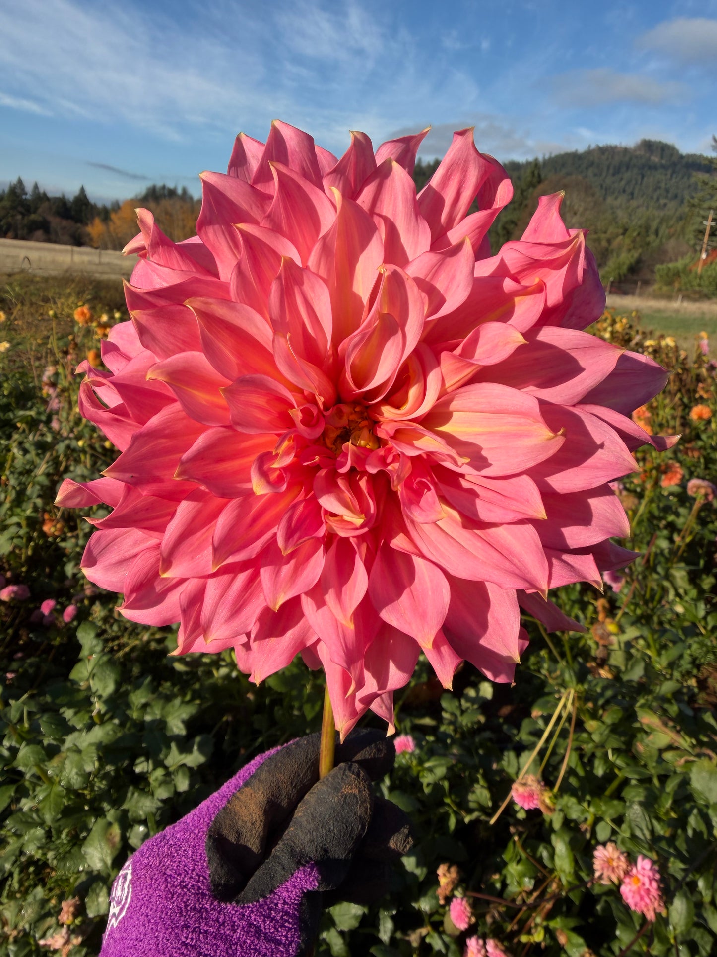 Islander Dahlia Tuber