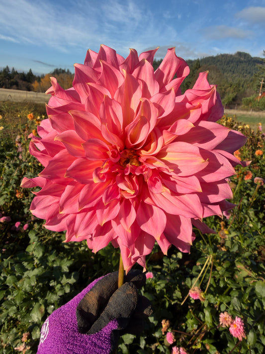 Islander Dahlia Tuber