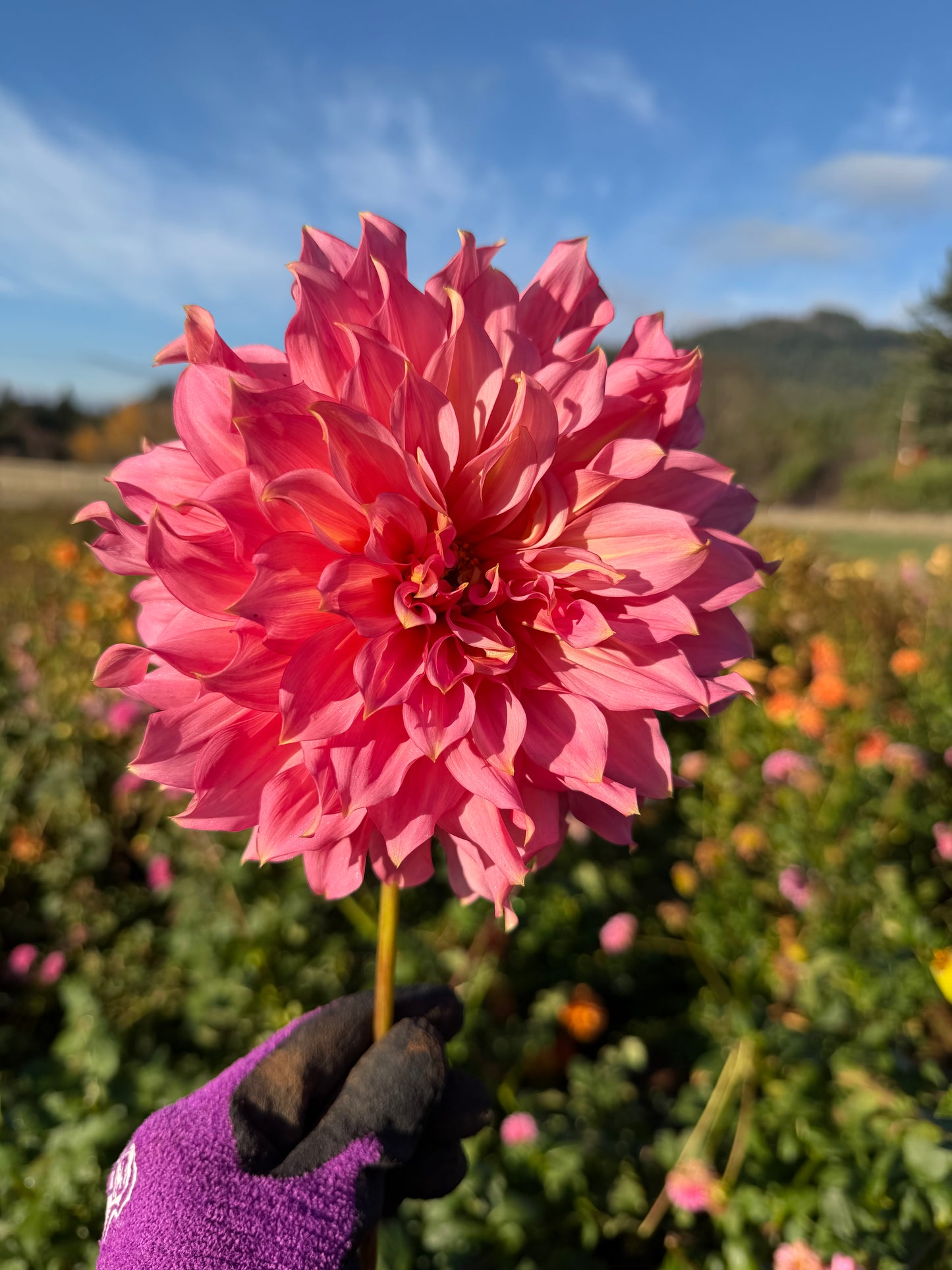 Islander Dahlia Tuber