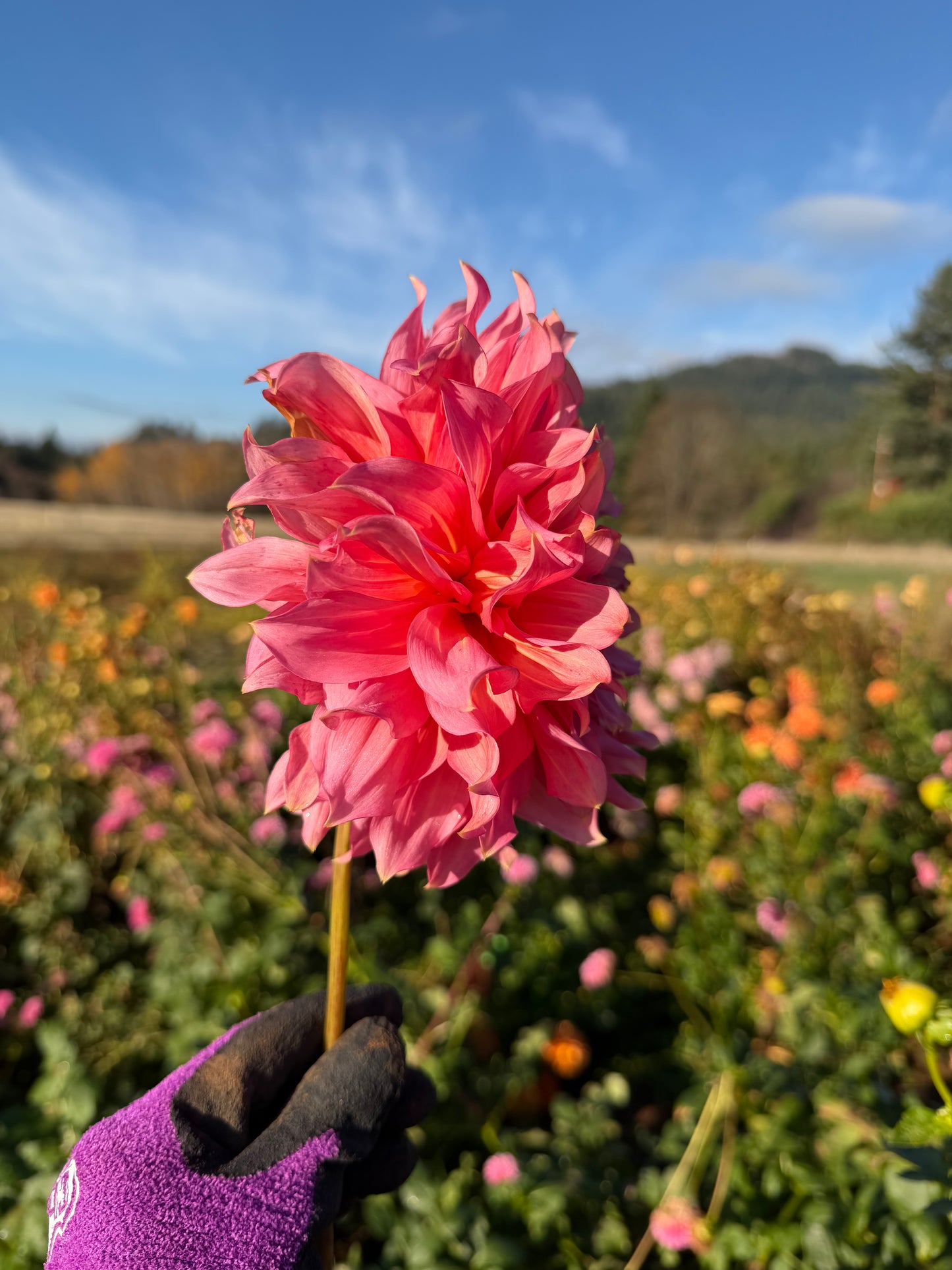 Islander Dahlia Tuber