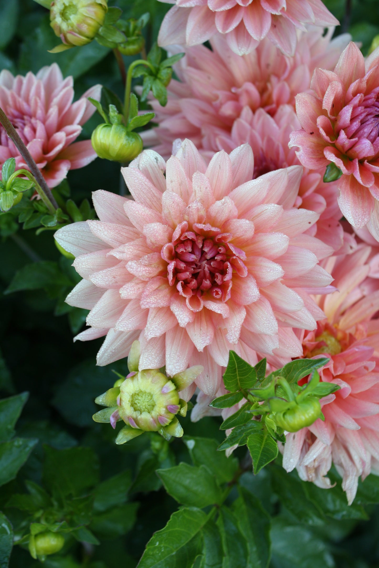 Preference Dahlia Tuber