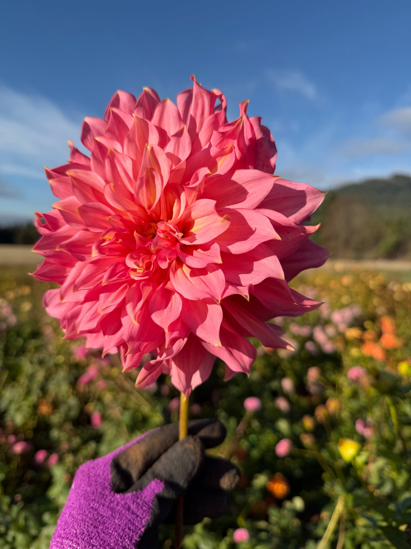Islander Dahlia Tuber