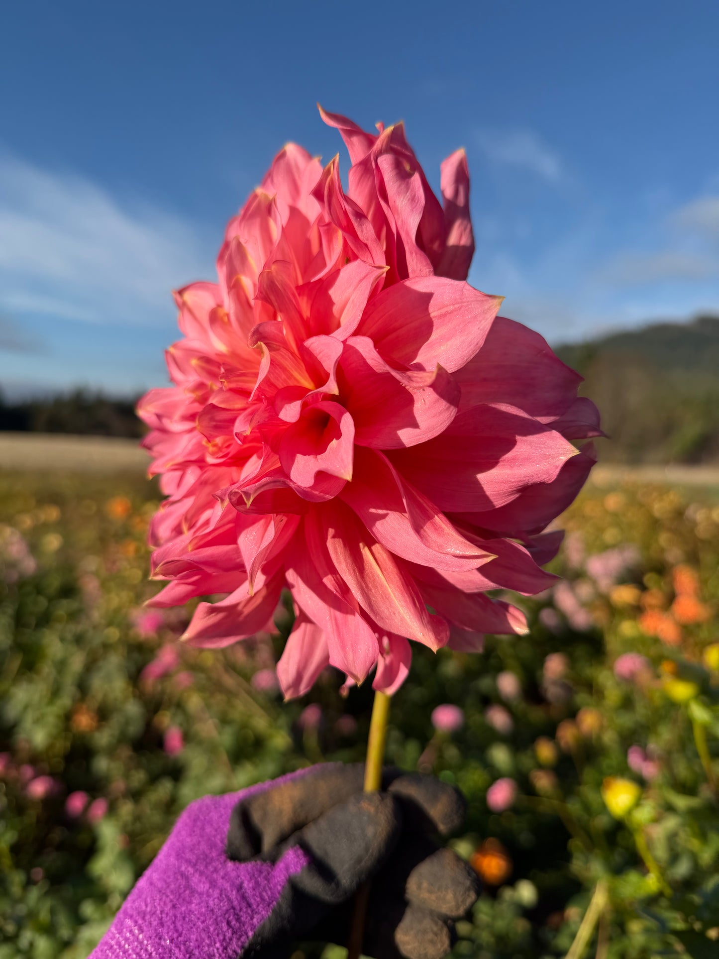 Islander Dahlia Tuber