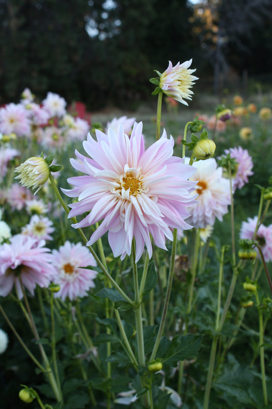 Alloway Candy Dahlia Tuber