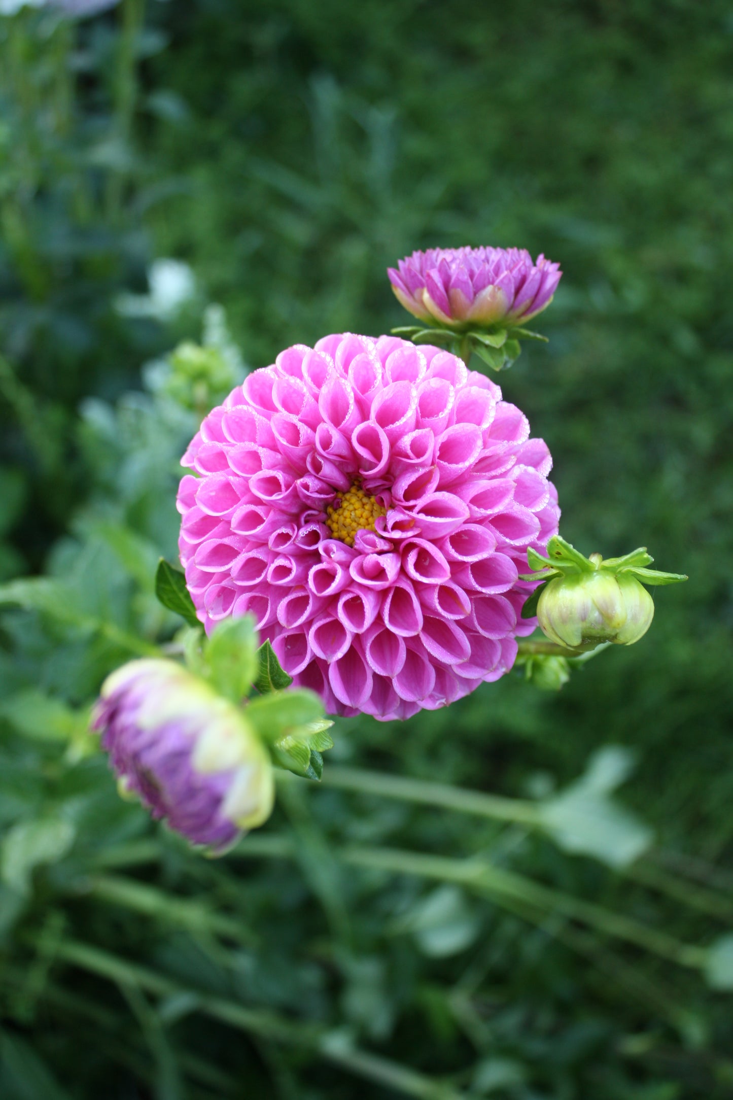 Isabel Dahlia Tuber
