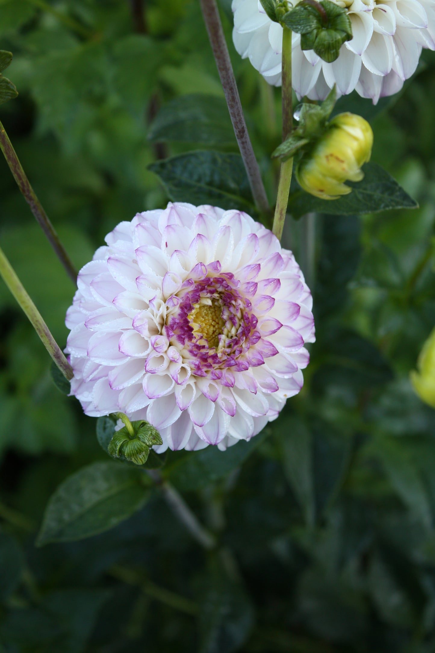 Genova Dahlia Tuber