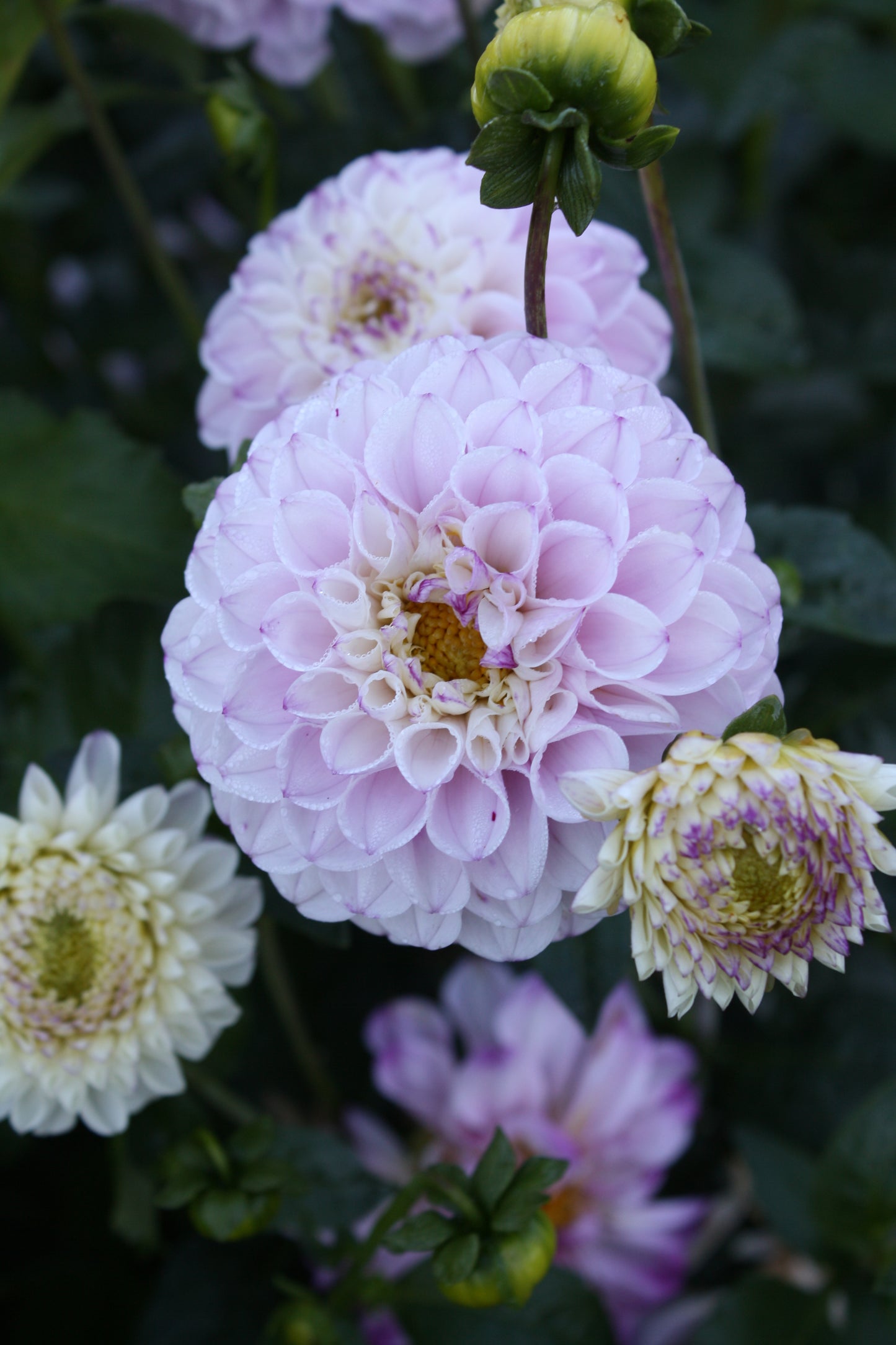 Genova Dahlia Tuber