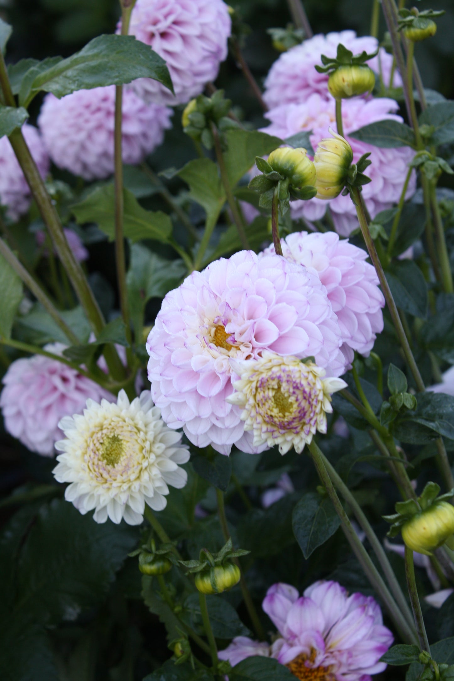 Genova Dahlia Tuber
