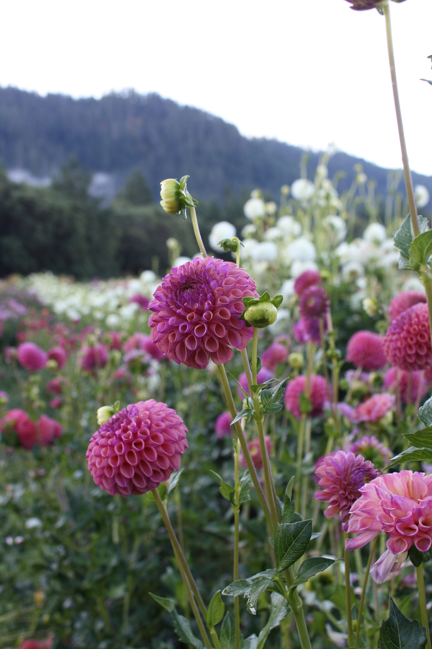 Caitlin's Joy Dahlia Tuber