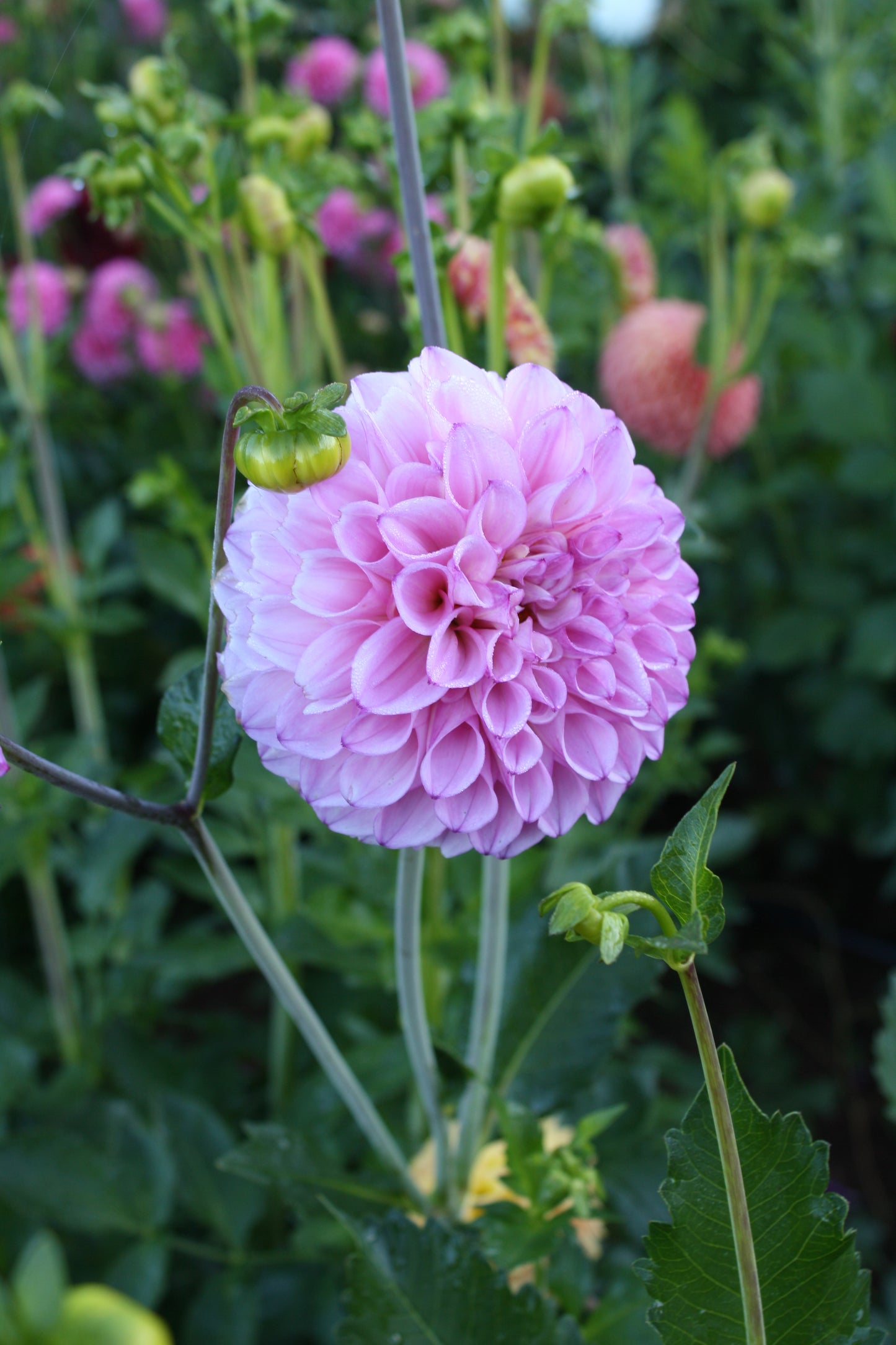 Hilltop Glo Dahlia Tuber