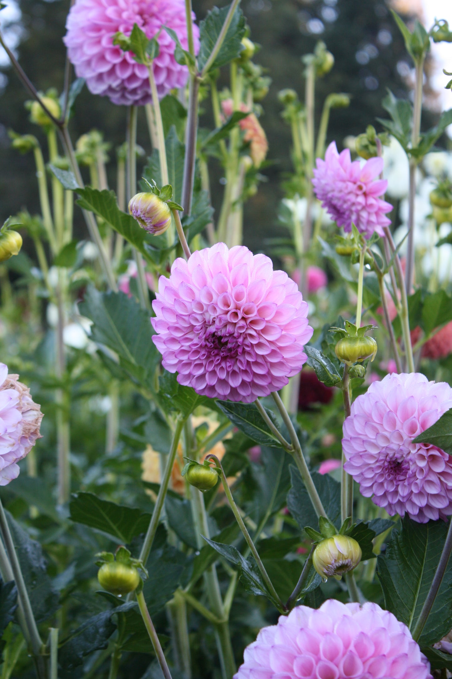 Hilltop Glo Dahlia Tuber