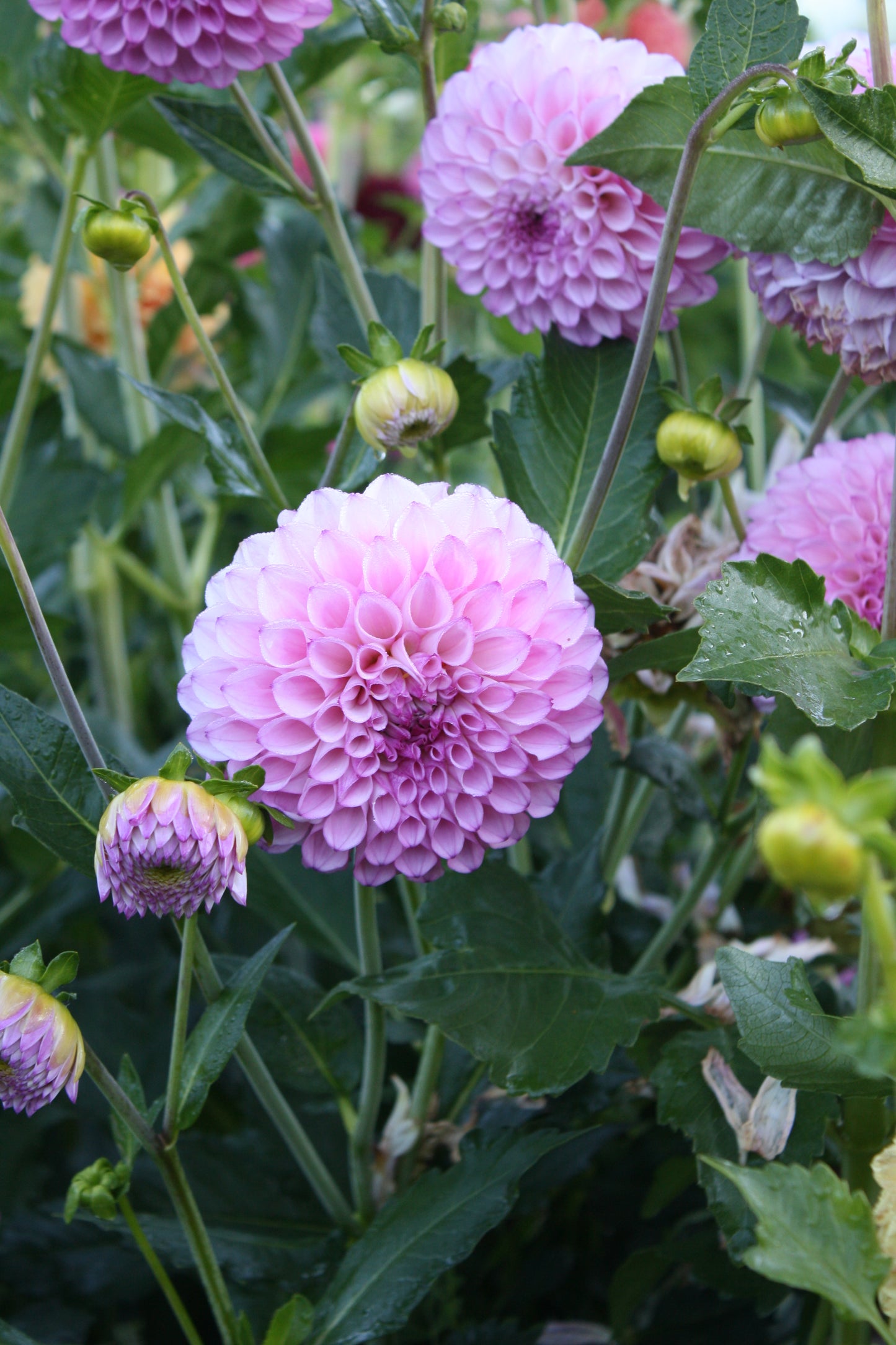 Hilltop Glo Dahlia Tuber