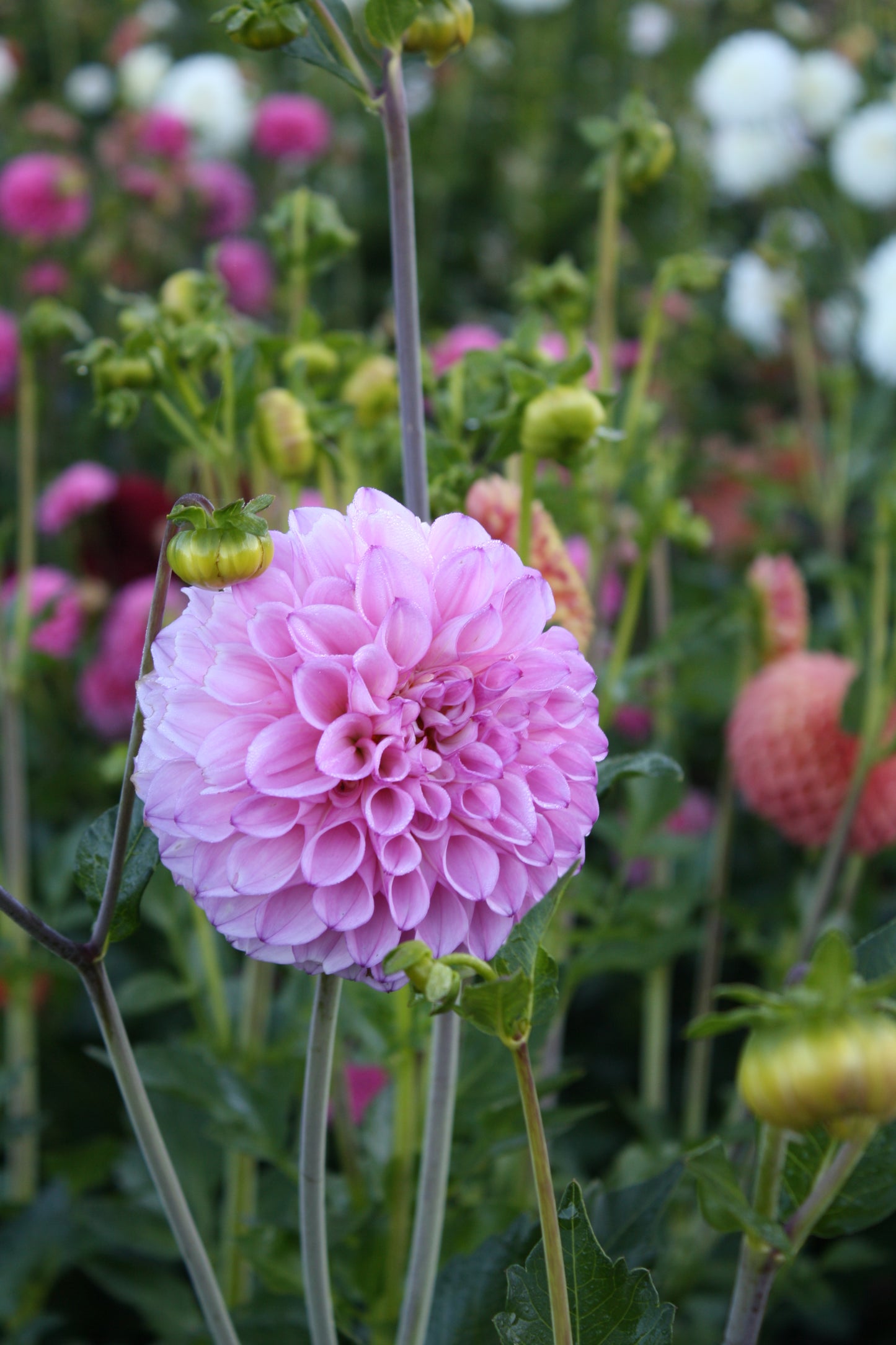 Hilltop Glo Dahlia Tuber