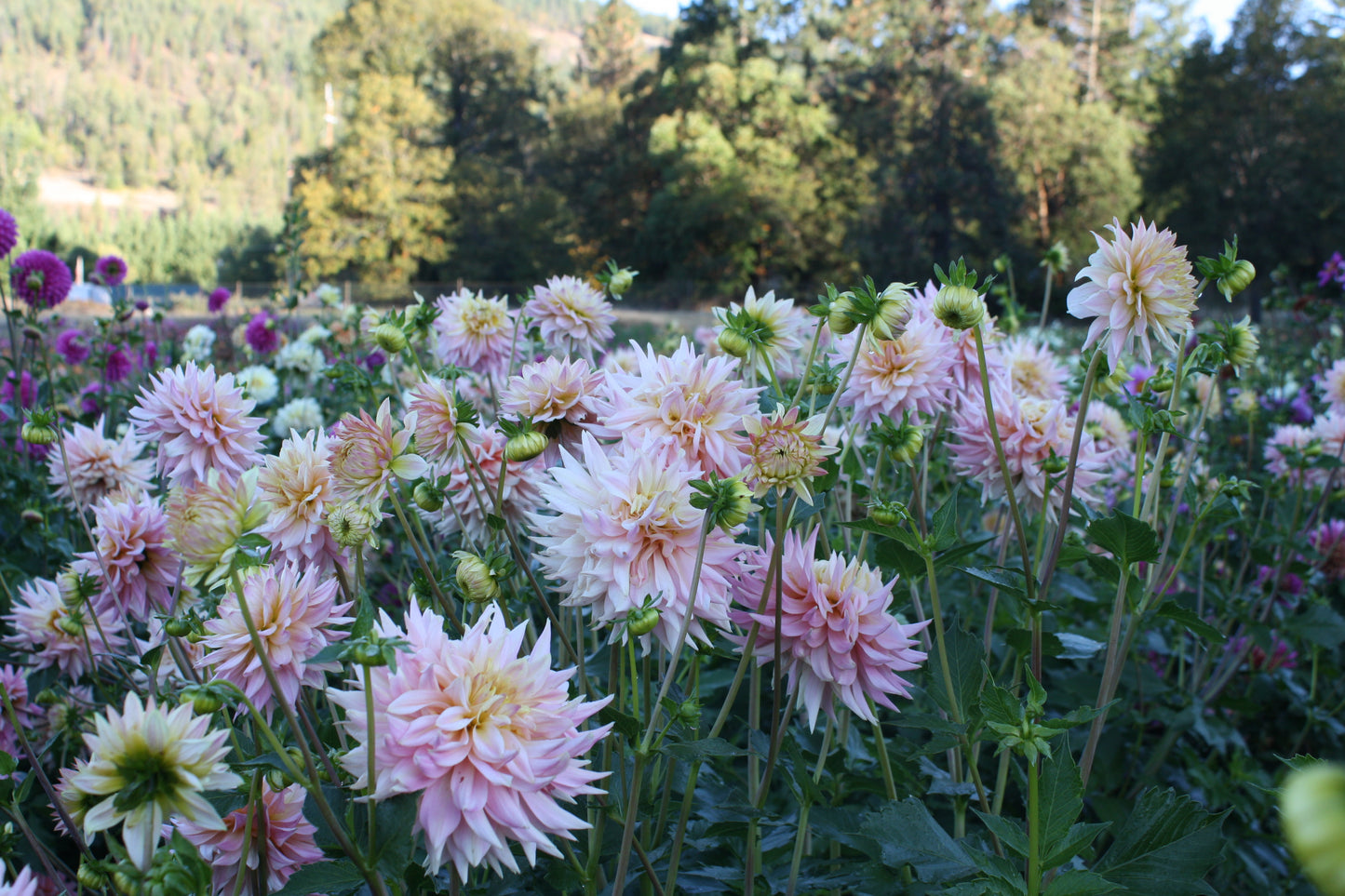 Bo Peep Dahlia Tuber