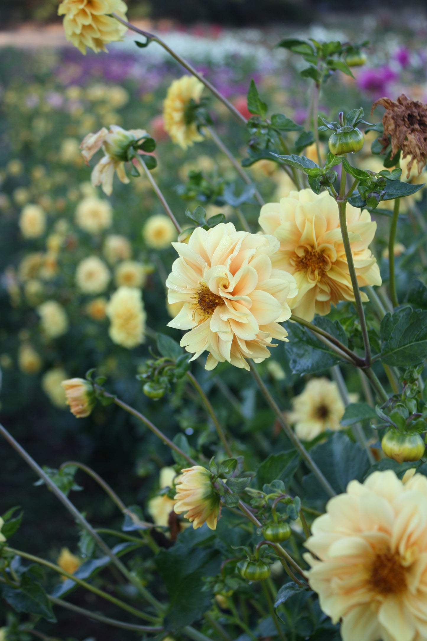 Golden Scepter Dahlia Tuber