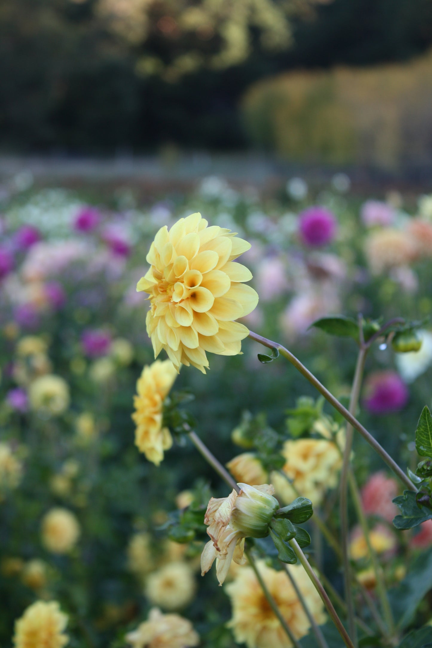 Golden Scepter Dahlia Tuber