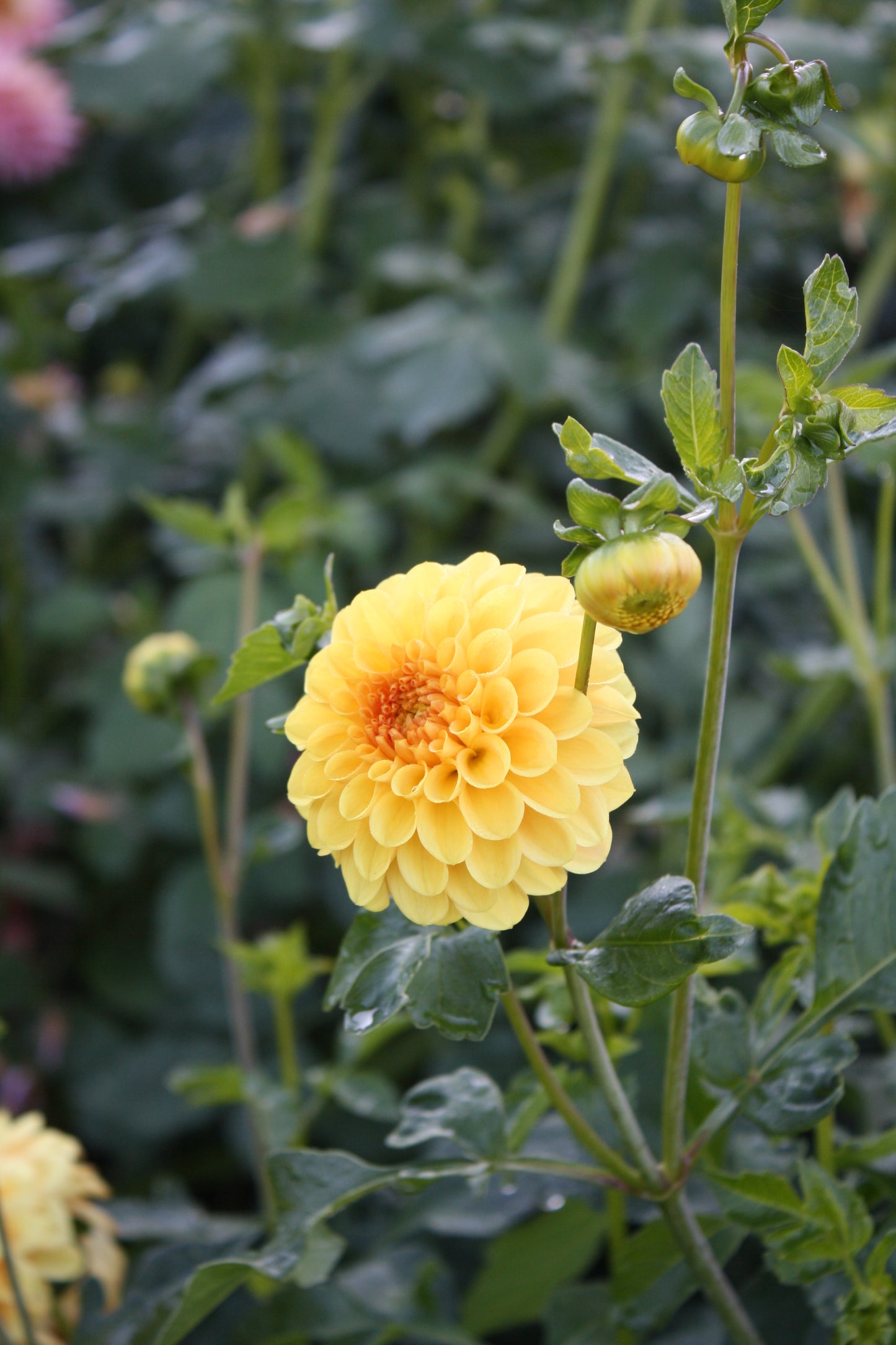 Golden Scepter Dahlia Tuber