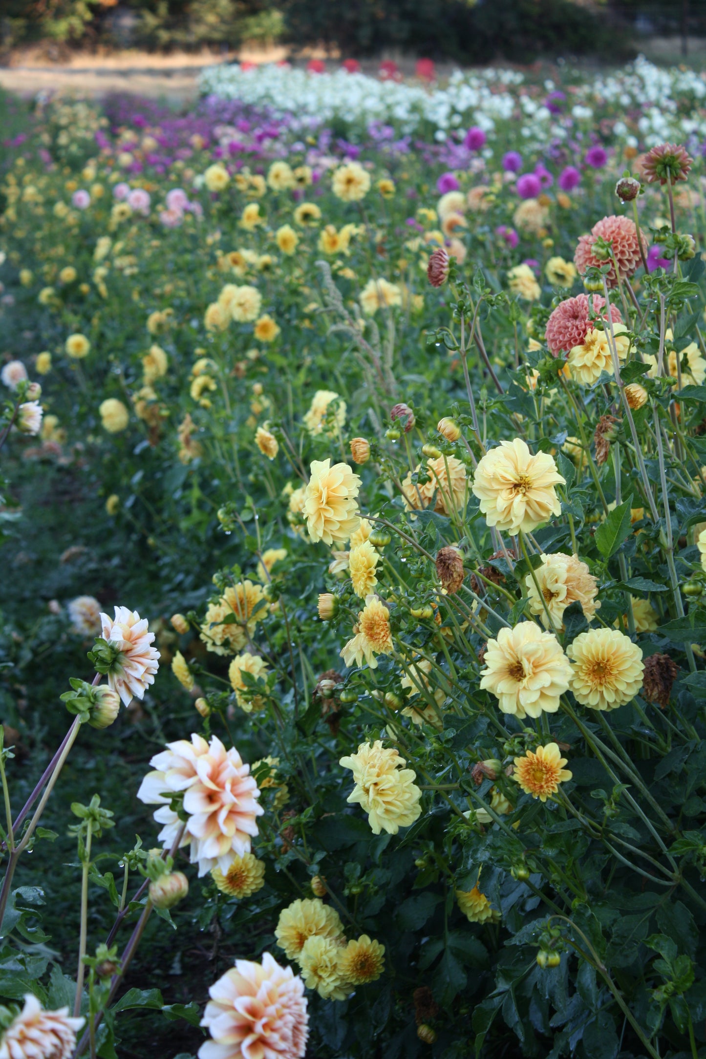 Golden Scepter Dahlia Tuber
