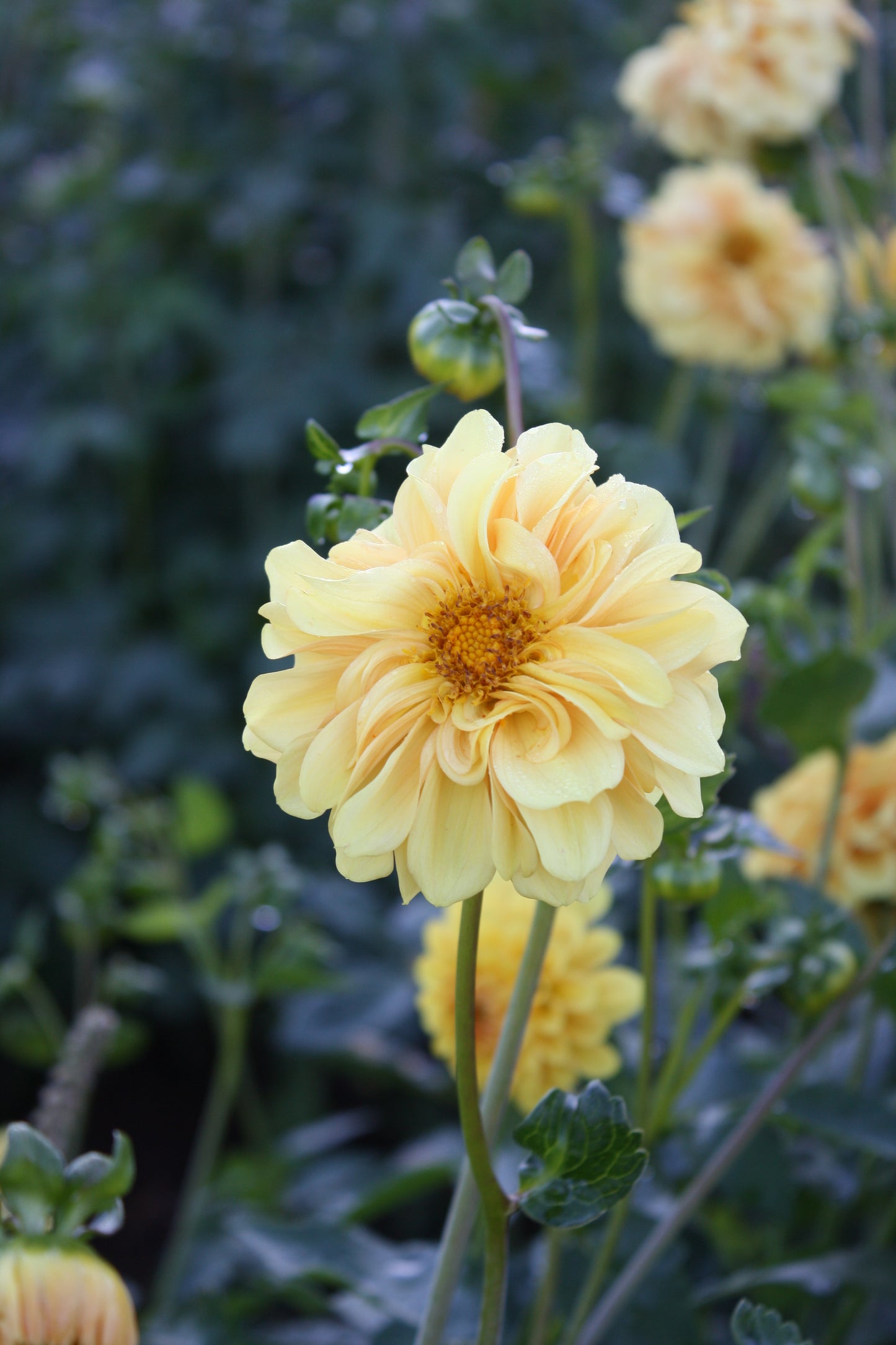 Golden Scepter Dahlia Tuber