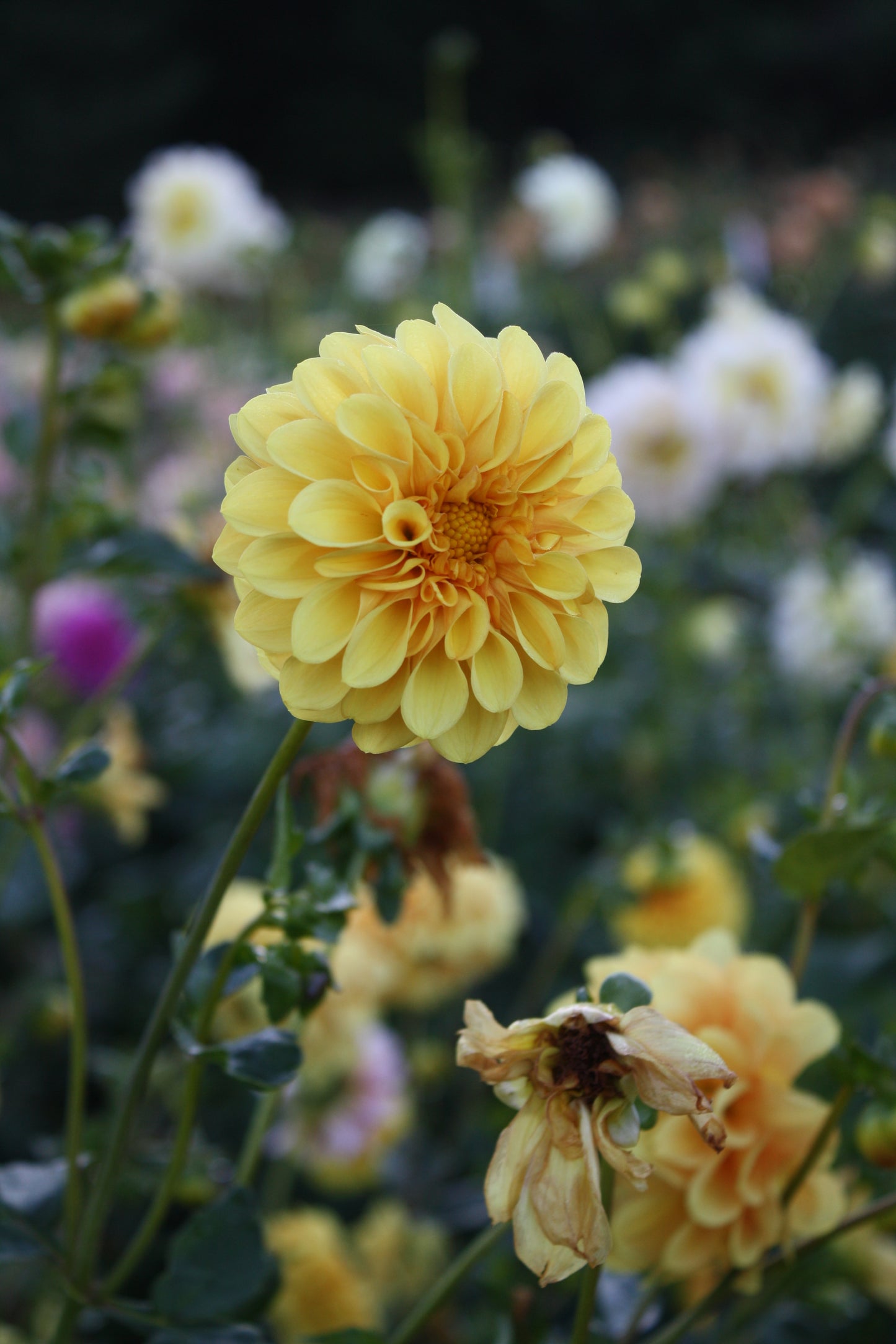 Golden Scepter Dahlia Tuber