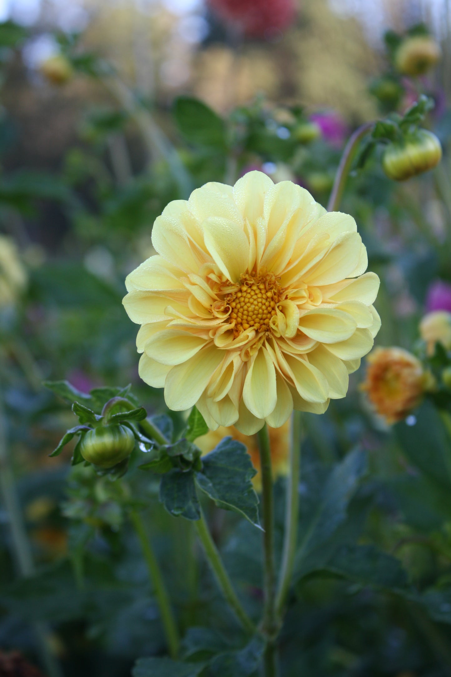 Golden Scepter Dahlia Tuber