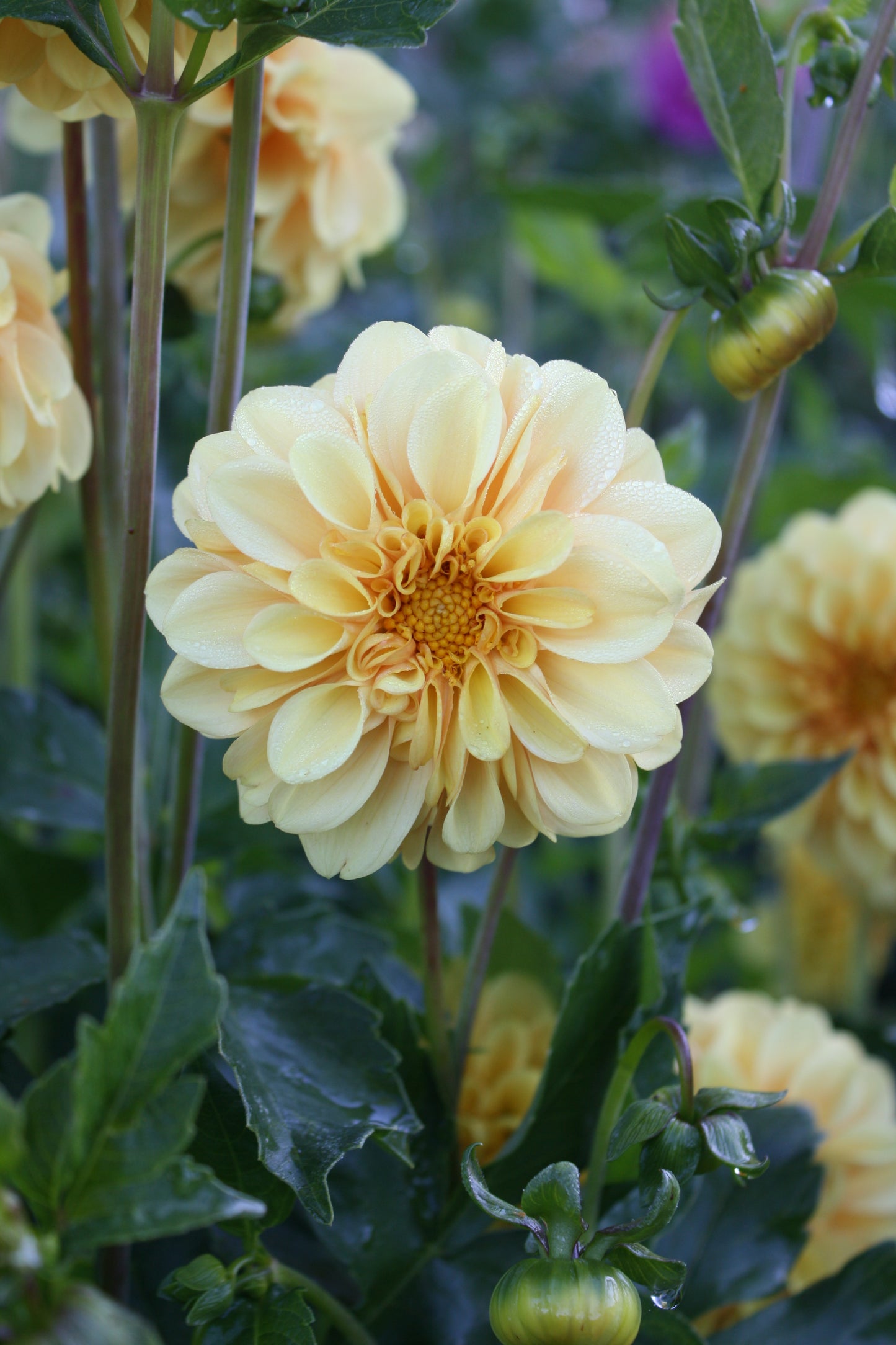 Golden Scepter Dahlia Tuber