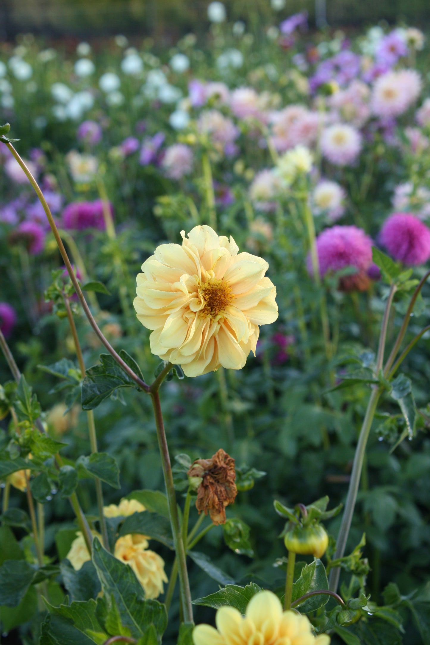Golden Scepter Dahlia Tuber