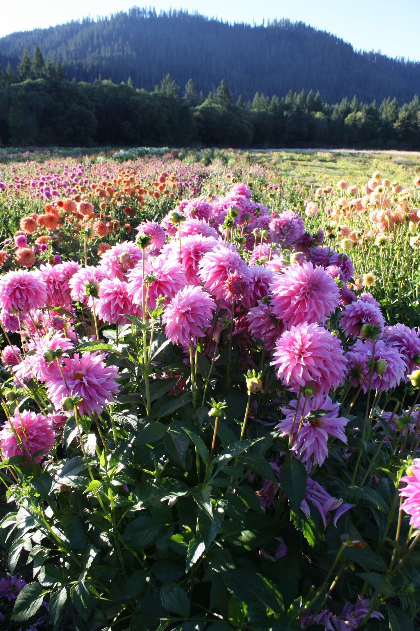 Bloomquist Bring Forth